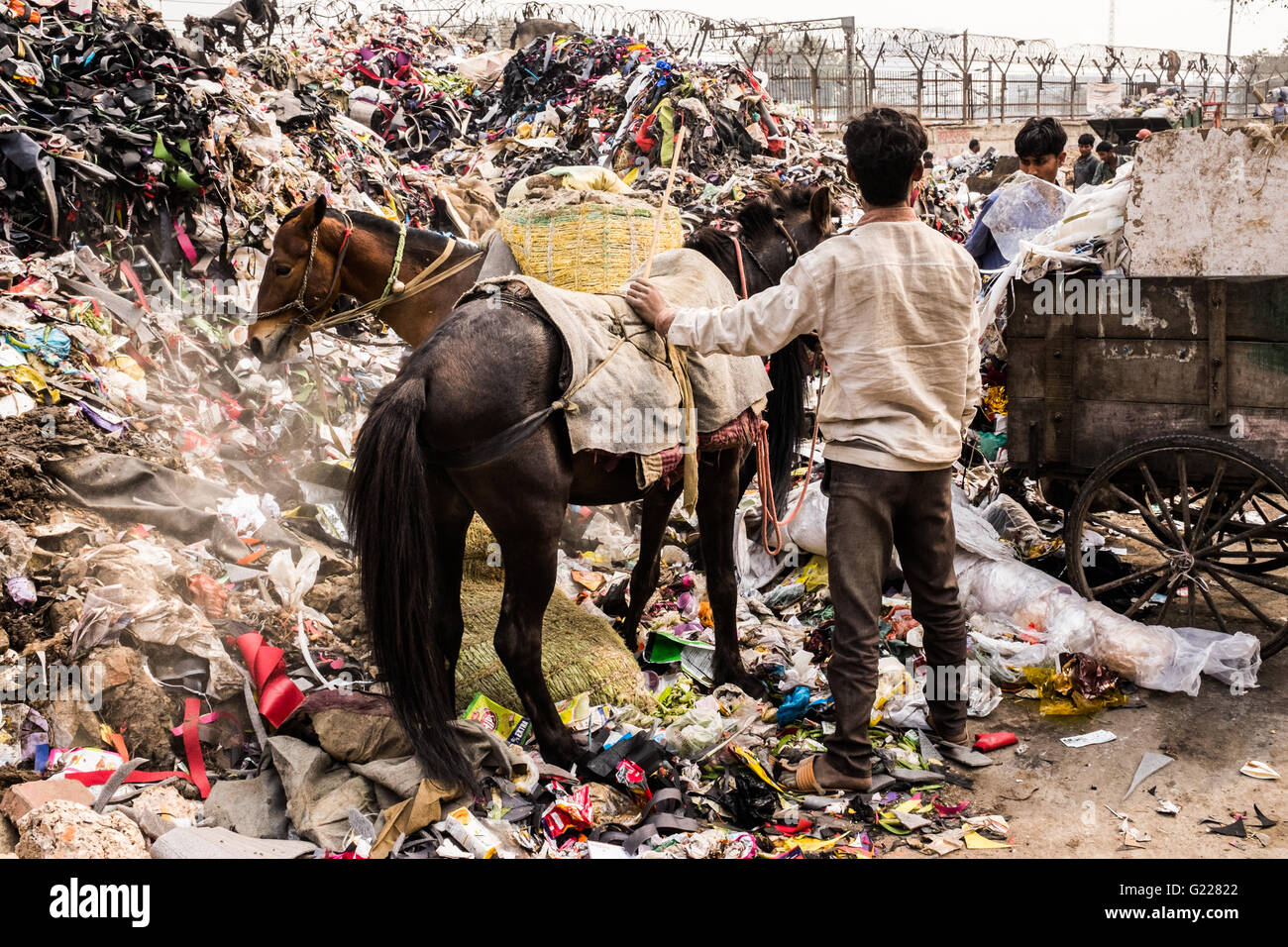 Young workers with horses sorting out rubbish at dump in Delhi, India. Stock Photo