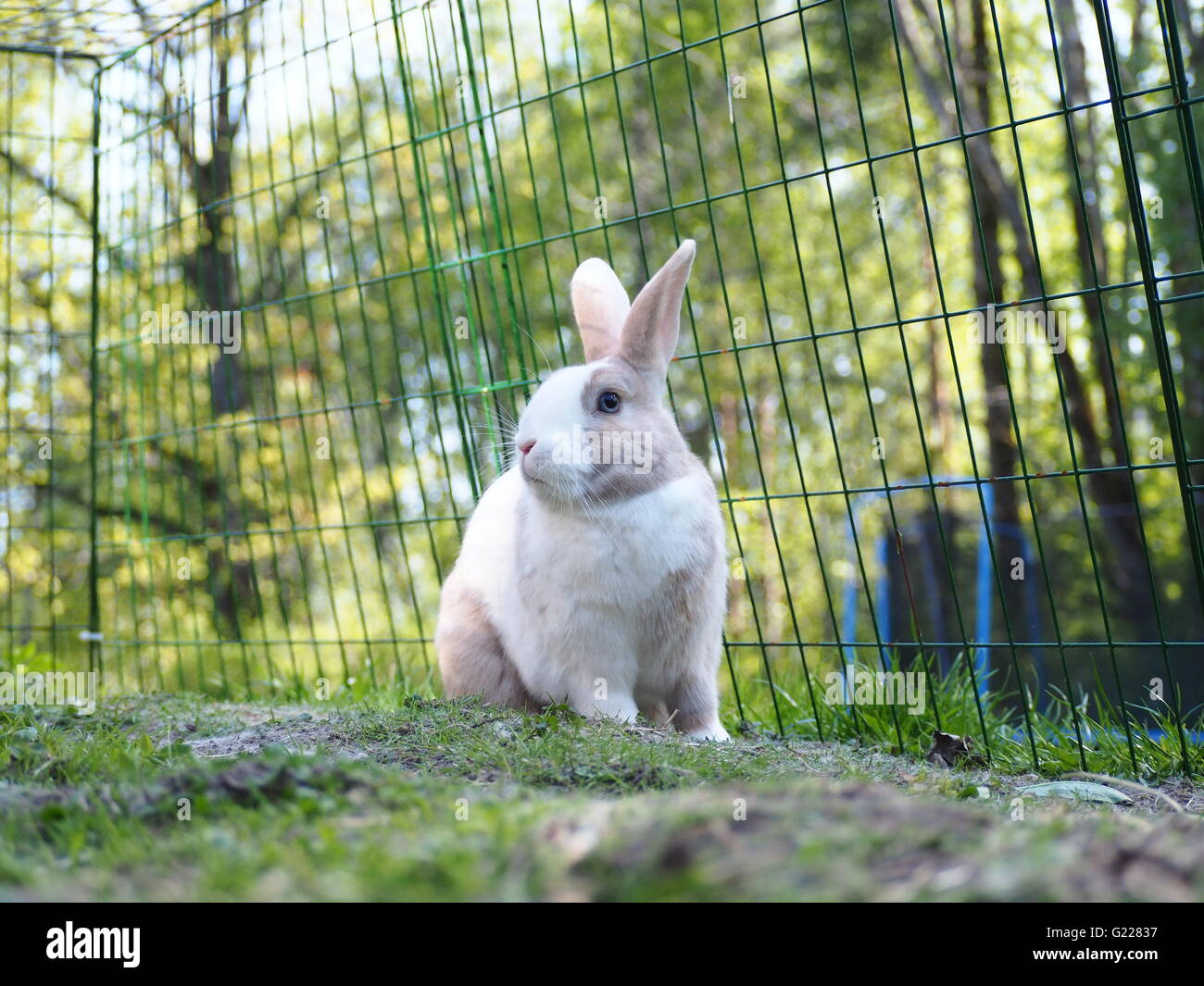 Brown, white and black colored bunny. Mix of Flemish giant and dwarf