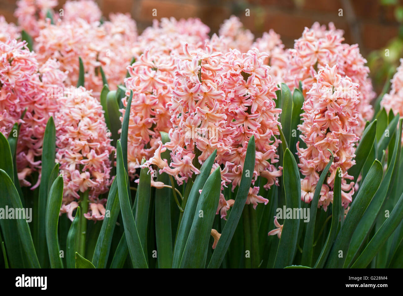 Close up of pink Hyacinths growing in Spring Stock Photo