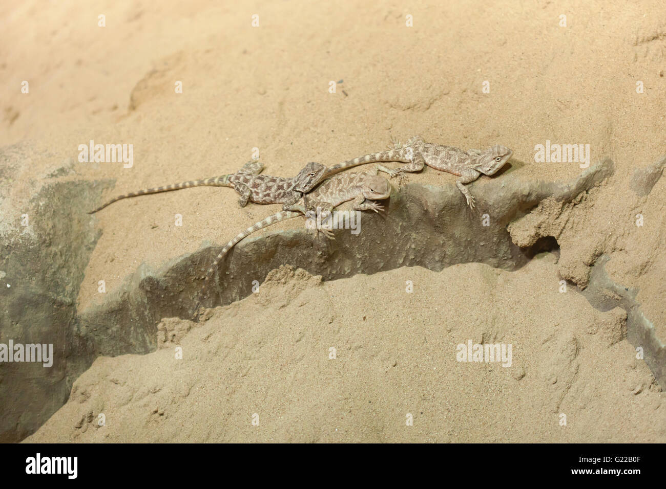 Steppe agama (Trapelus sanguinolentus) at Prague Zoo, Czech Republic. Stock Photo