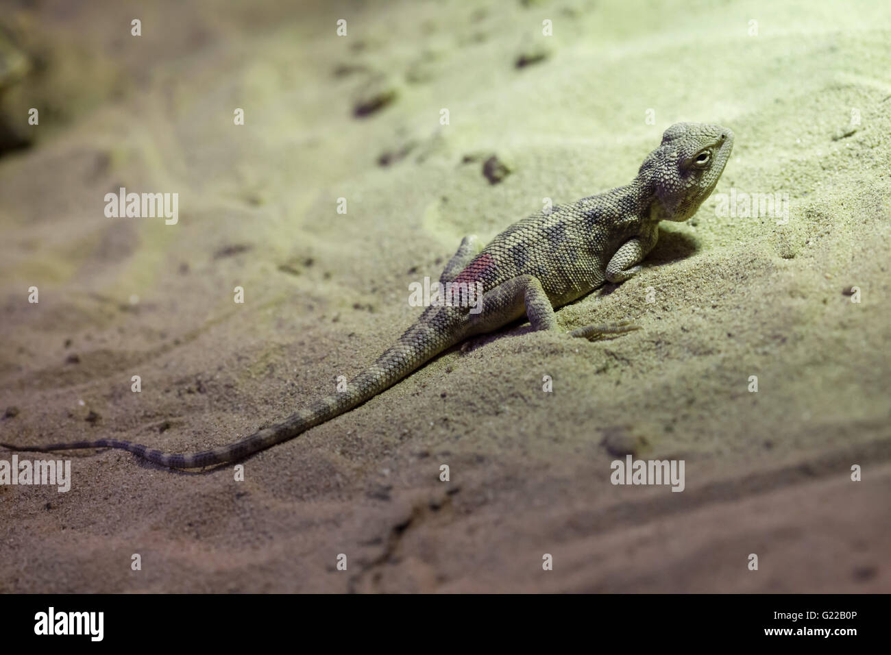 Steppe agama (Trapelus sanguinolentus) at Prague Zoo, Czech Republic. Stock Photo