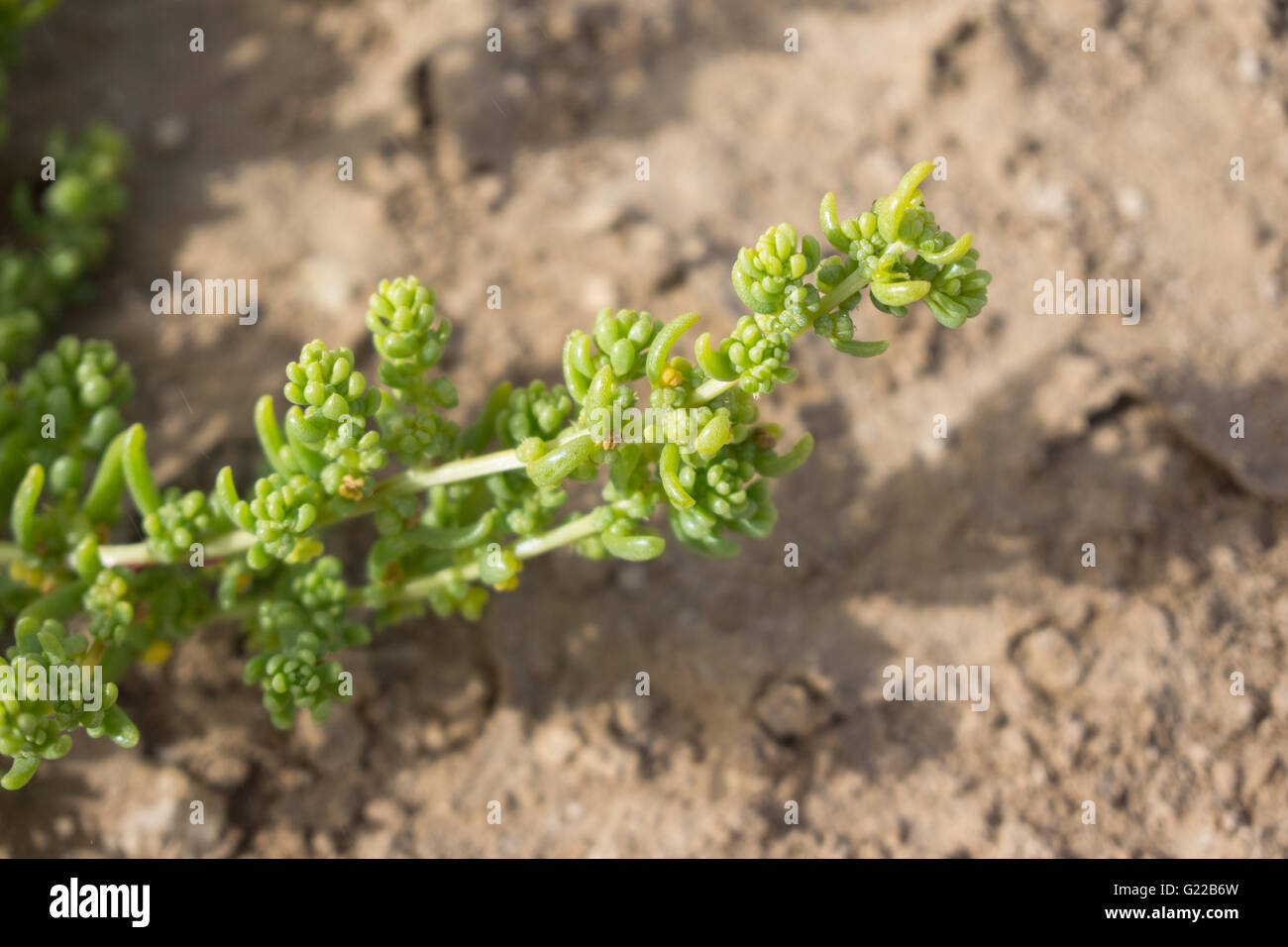 Zygophyllum qatarense, a salt tolerant dwarf shrub Stock Photo