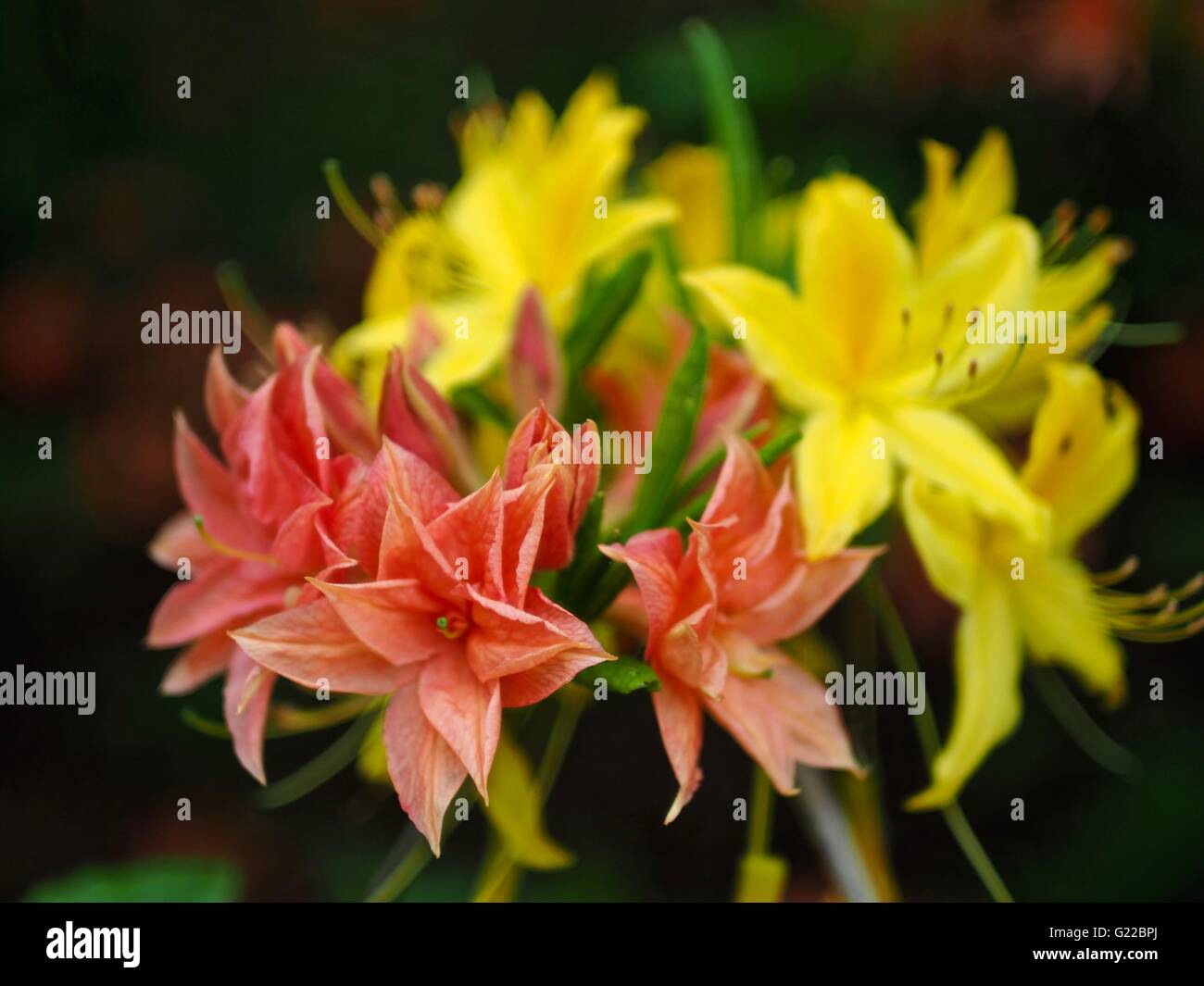 Orange and yellow rhododendron flowers in Langley Park Stock Photo Alamy