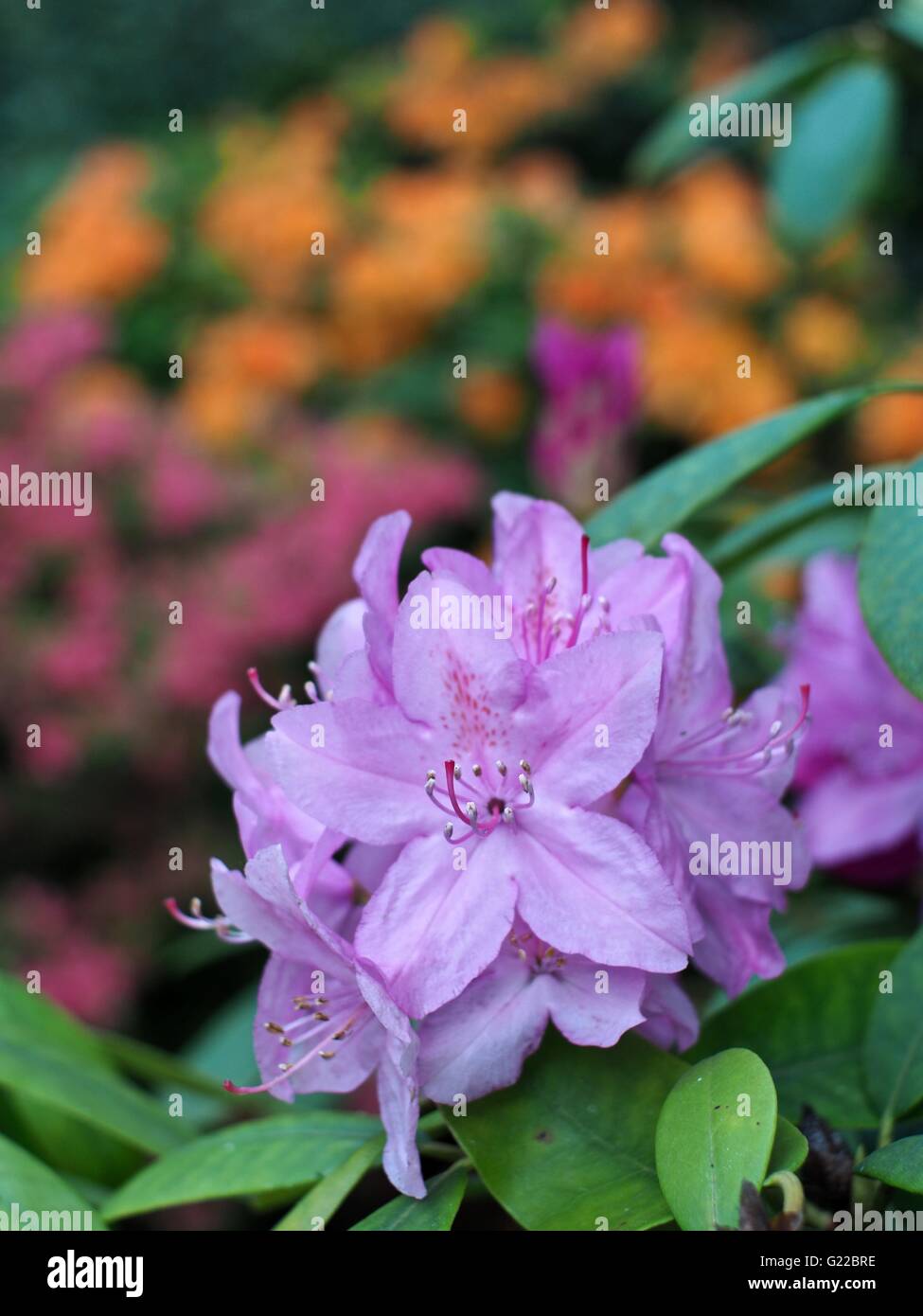 Purple rhododendron flowers in Langley Park Stock Photo Alamy