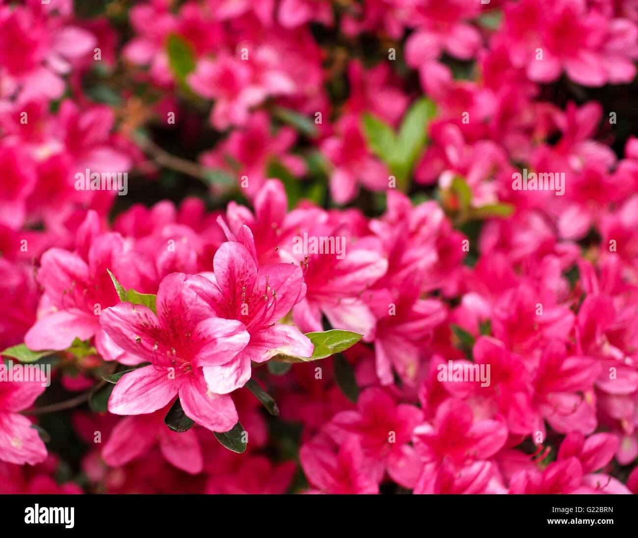 Pink rhododendron flowers in Langley Park Stock Photo Alamy