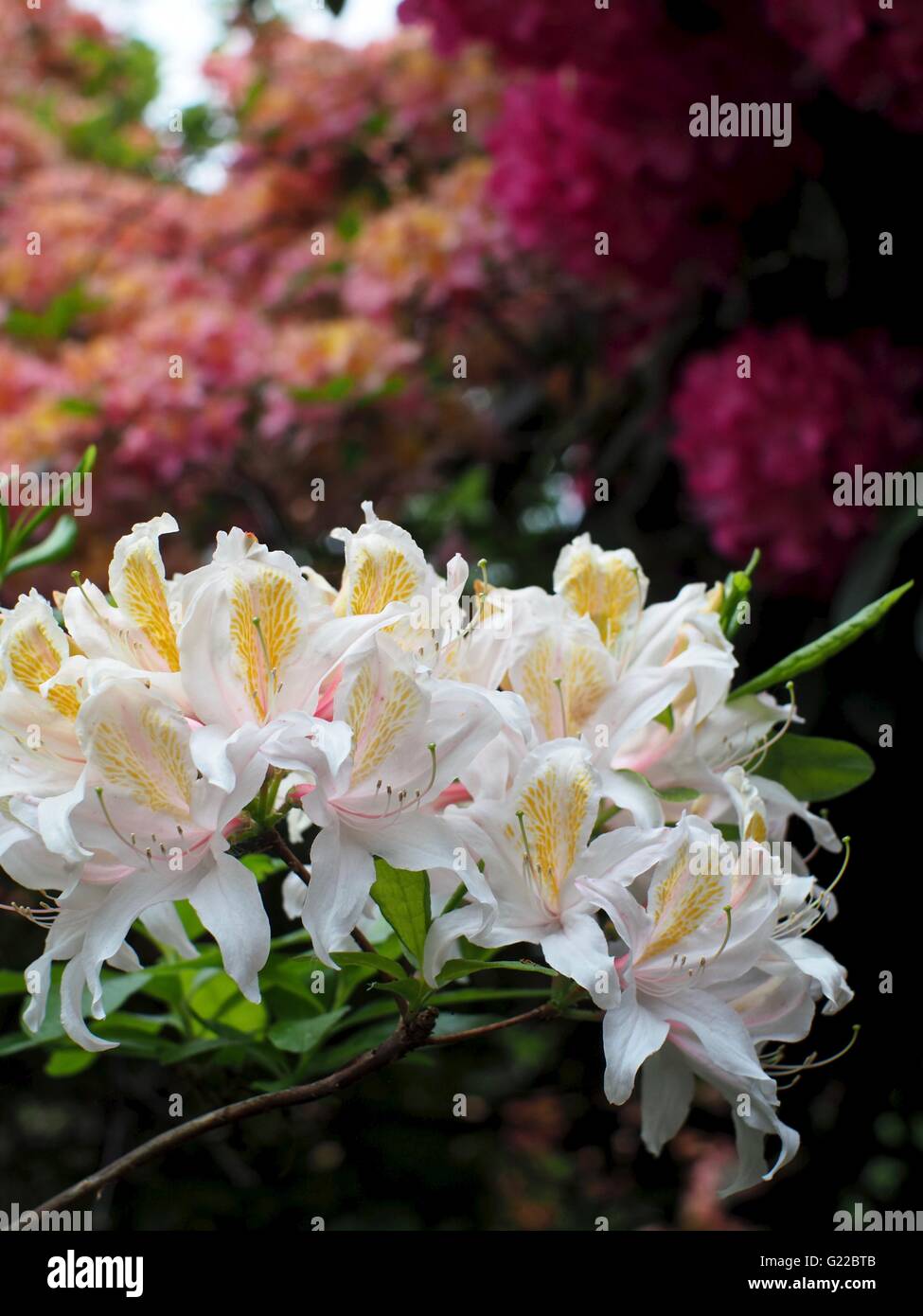 White Rhododendrons in Langley Park Stock Photo