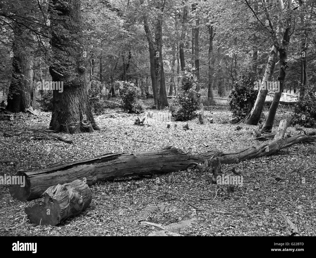 Fallen tree in the woods, captured in black and white Stock Photo