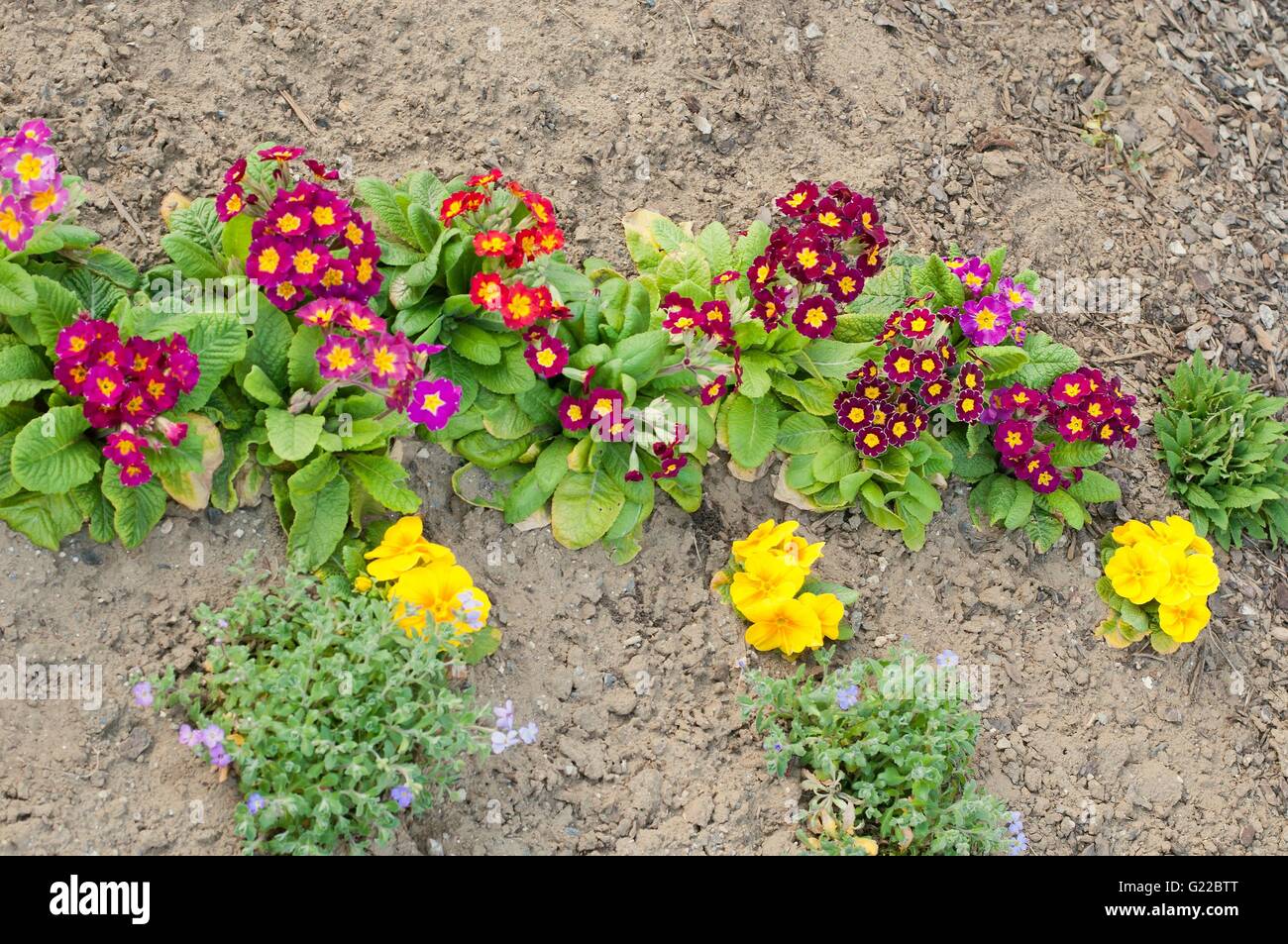 Assorted blooming spring primulas in colorful flower bed. Top view