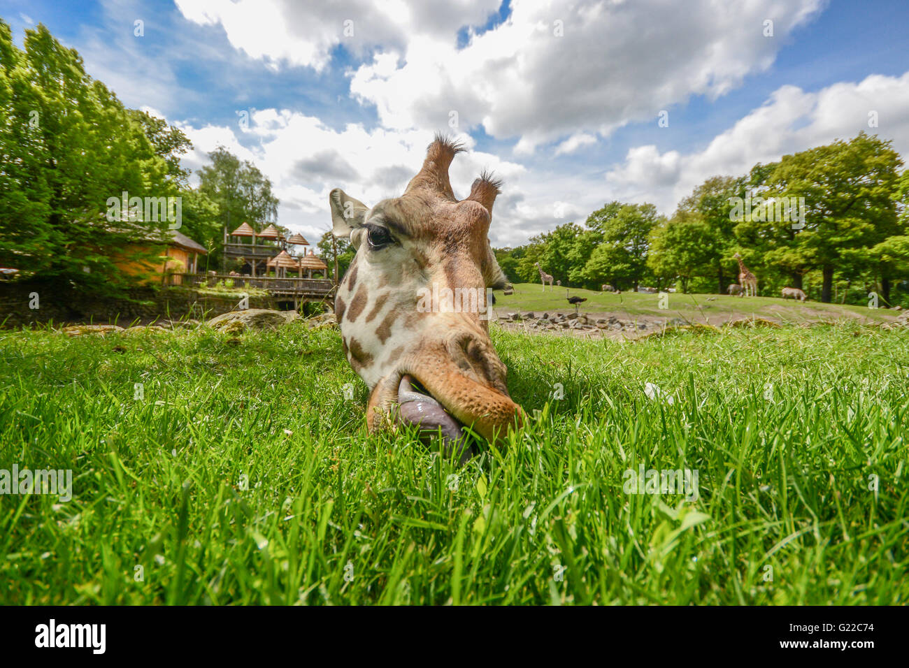 giraffe eating green grass in the sun with clouds on the sky Stock Photo