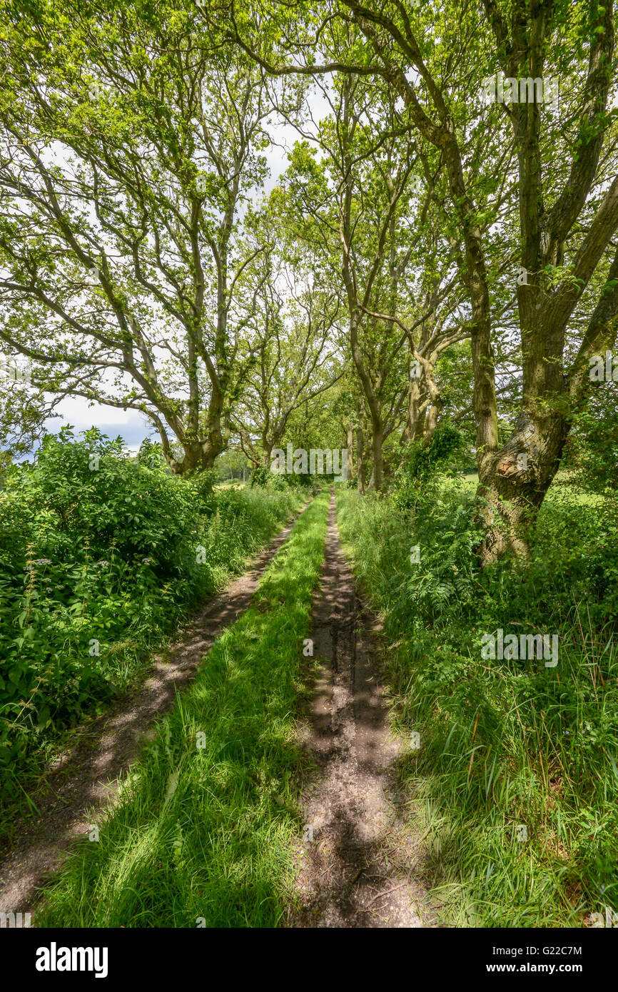 old track between trees and fields in germany Stock Photo