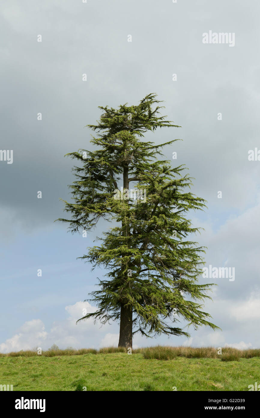 Splendid lone pine tree on a grassy hill Stock Photo