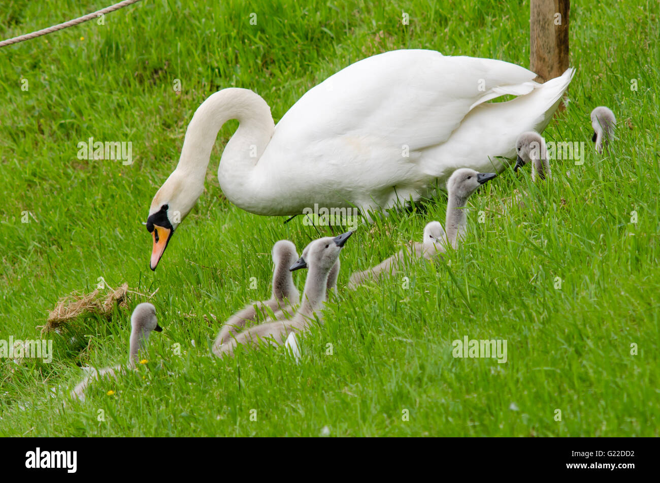 Cygnets with female mute swan (Cygnus olor) on slope. Pen swan with an unusually large group of eight cygnets on slope Stock Photo