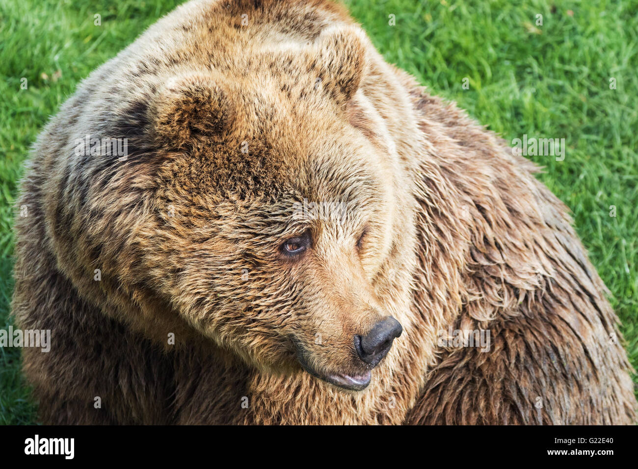 Brown Bear turning its head Stock Photo