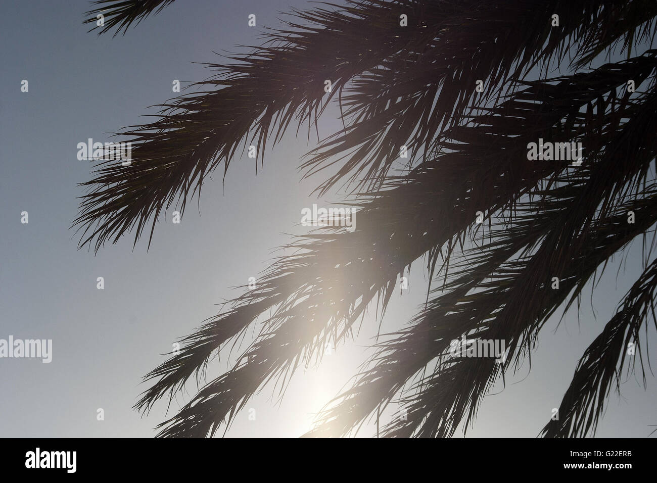 a beautiful poetic picture of palm tree leafs against a bright sky in the city of Palma, Palma de Mallorca, Spain, seaside Stock Photo