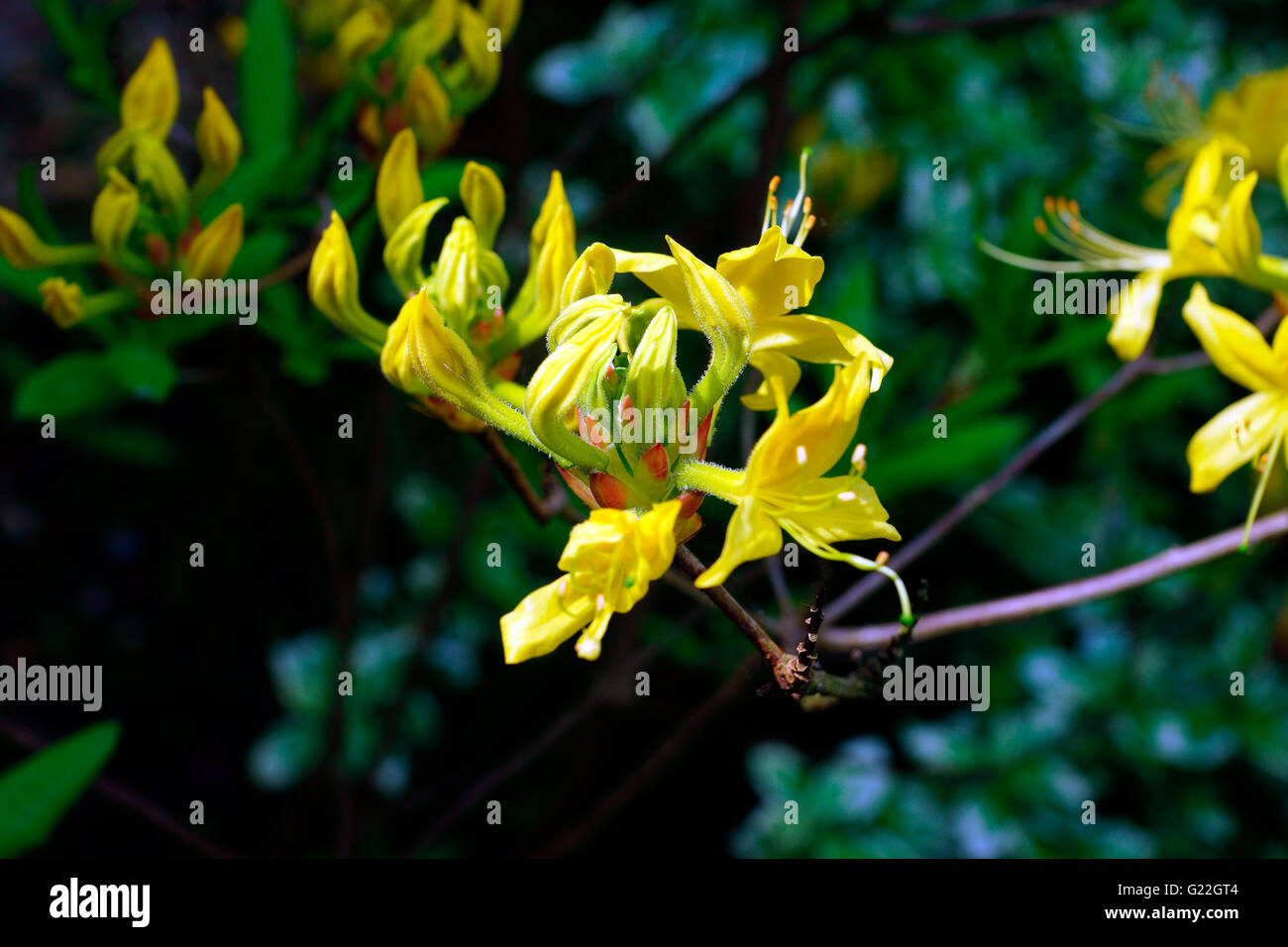 YELLOW AZALEA or HONEYSUCKLE AZALEA Stock Photo Alamy