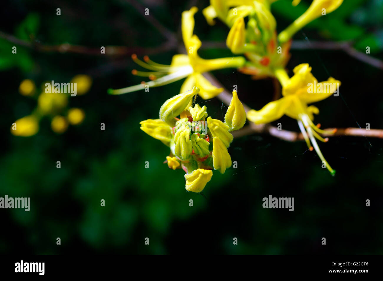 YELLOW AZALEA or HONEYSUCKLE AZALEA Stock Photo Alamy