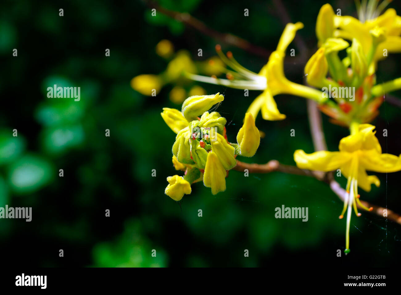 YELLOW AZALEA or HONEYSUCKLE AZALEA Stock Photo Alamy