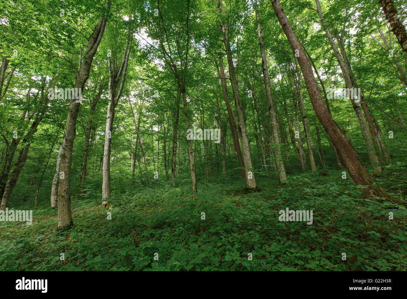 green forest on a bright summer day Stock Photo - Alamy