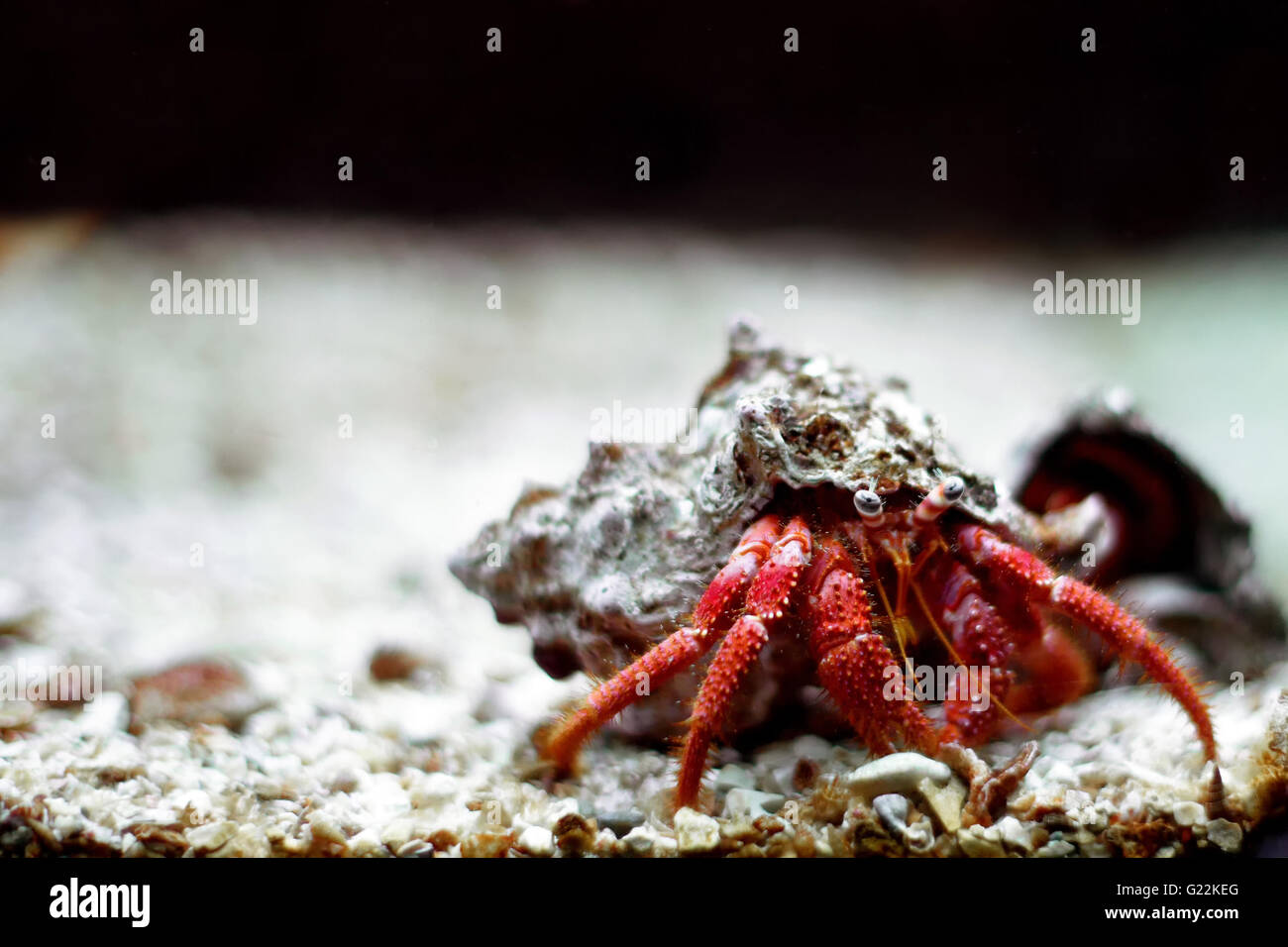 Hermit crab close up Stock Photo - Alamy