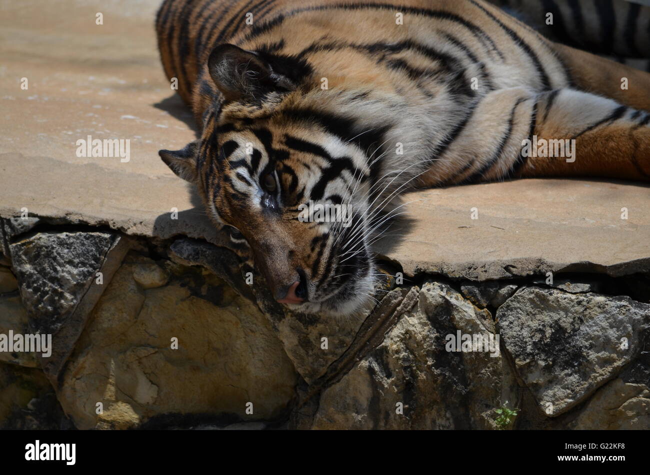 Sumatran Tiger Peering Over Ledge San Antonio Zoo San Antonio Texas USA