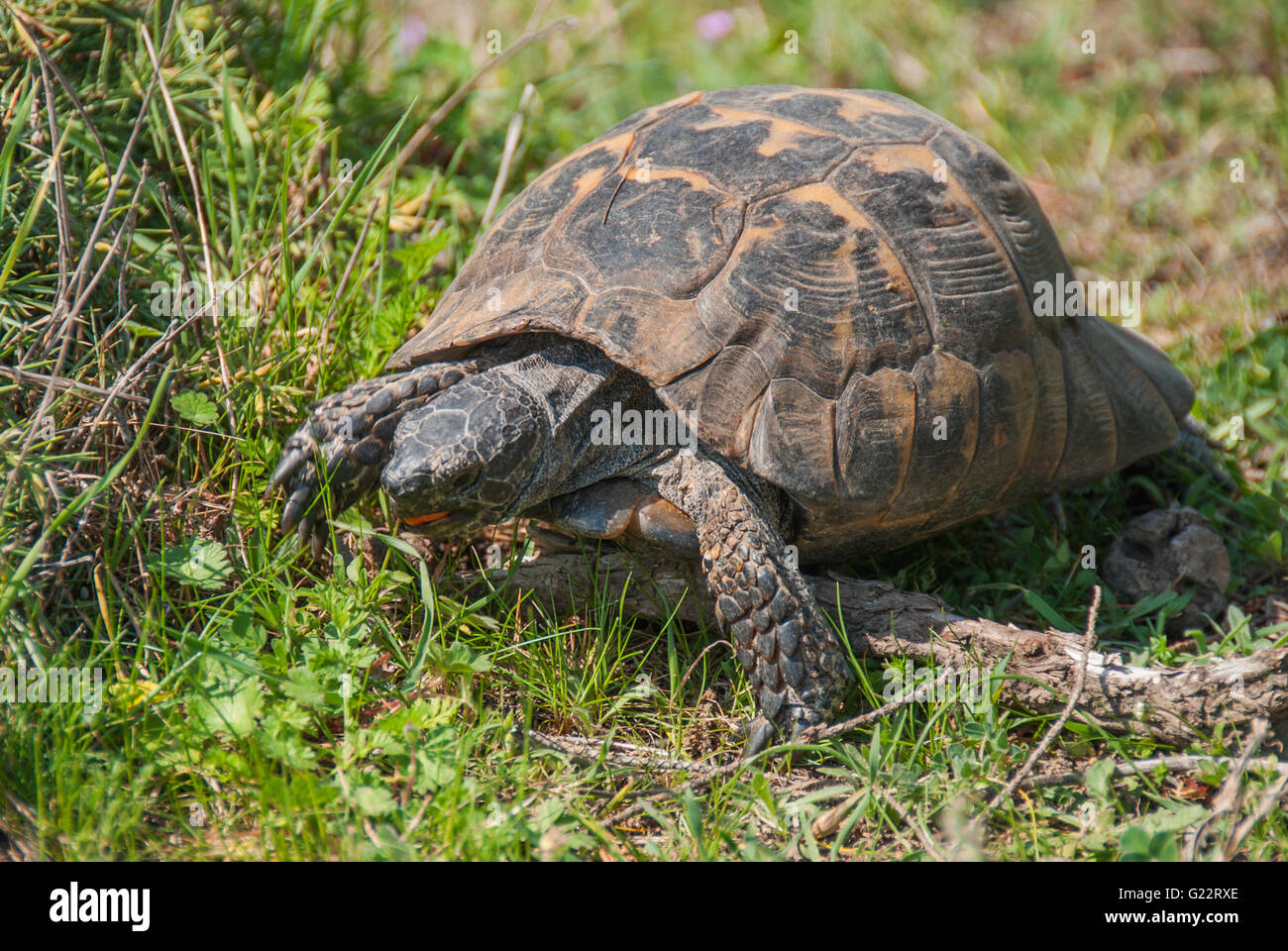 Wild Terrestrial Tortoise Eating Grass Stock Photo - Alamy