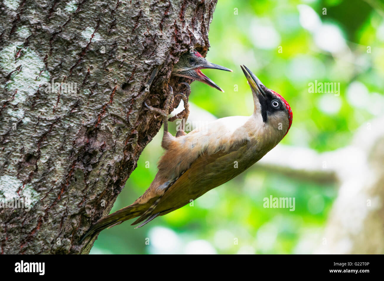 Feathers green woodpecker hires stock photography and images Alamy
