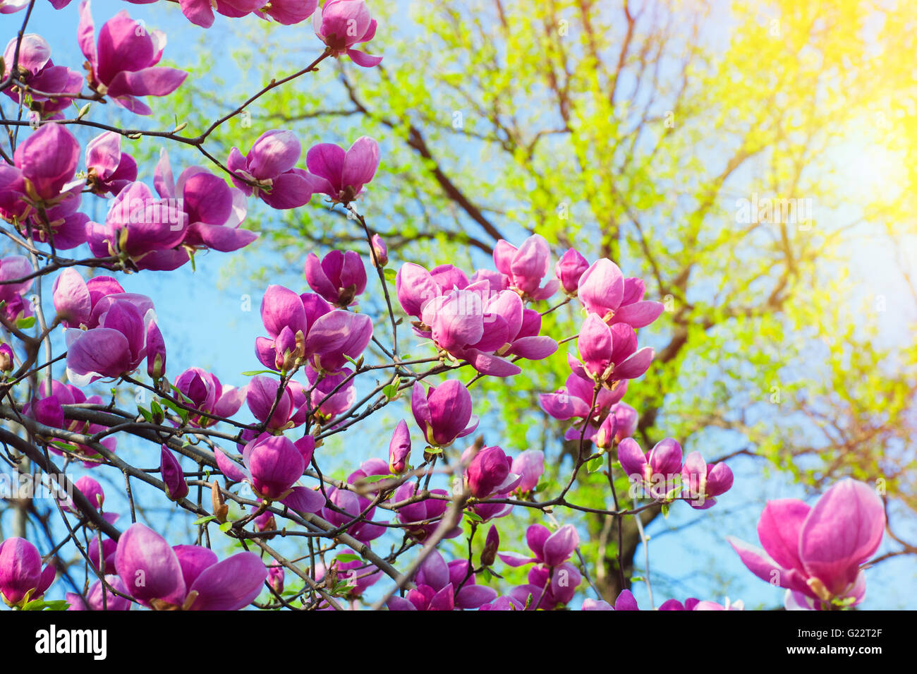 Bloomy magnolia tree with big pink flowers Stock Photo