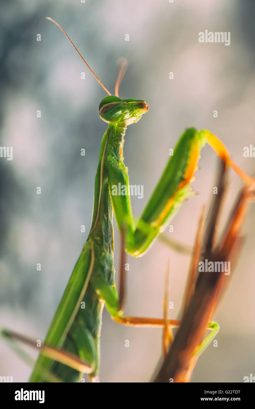 green praying mantis Stock Photo