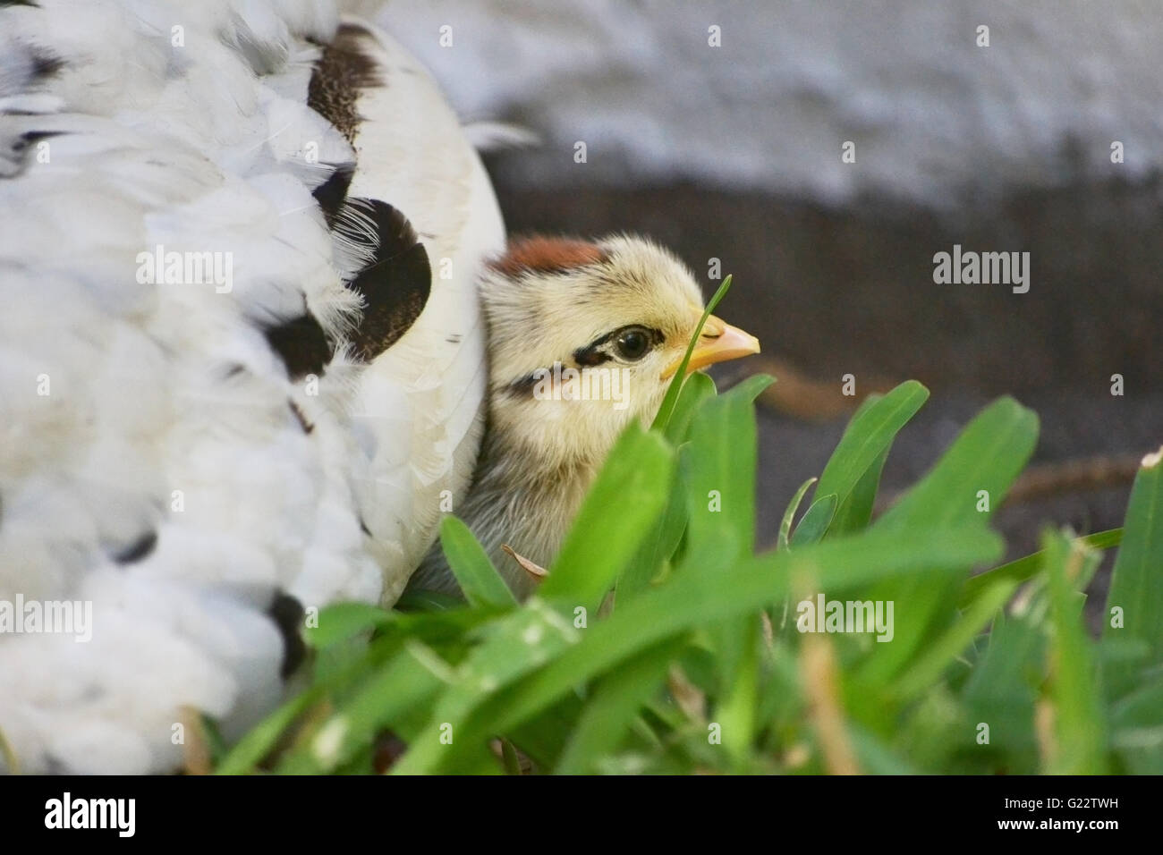 Chick hiding under its momma hen's wings Stock Photo