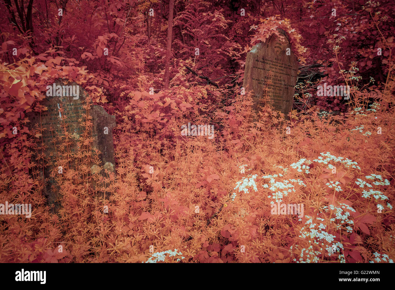 Nunhead Cemetery Annual Open Day in South East London, UK. Photographed in Infrared Stock Photo