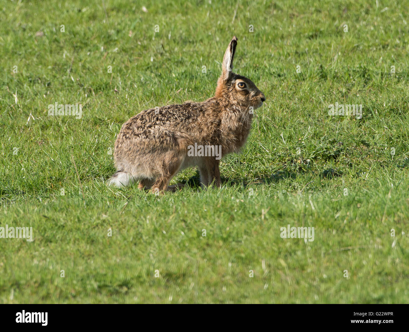 European Brown Hare in a field, Whitewell, Lancashire. UK Stock Photo
