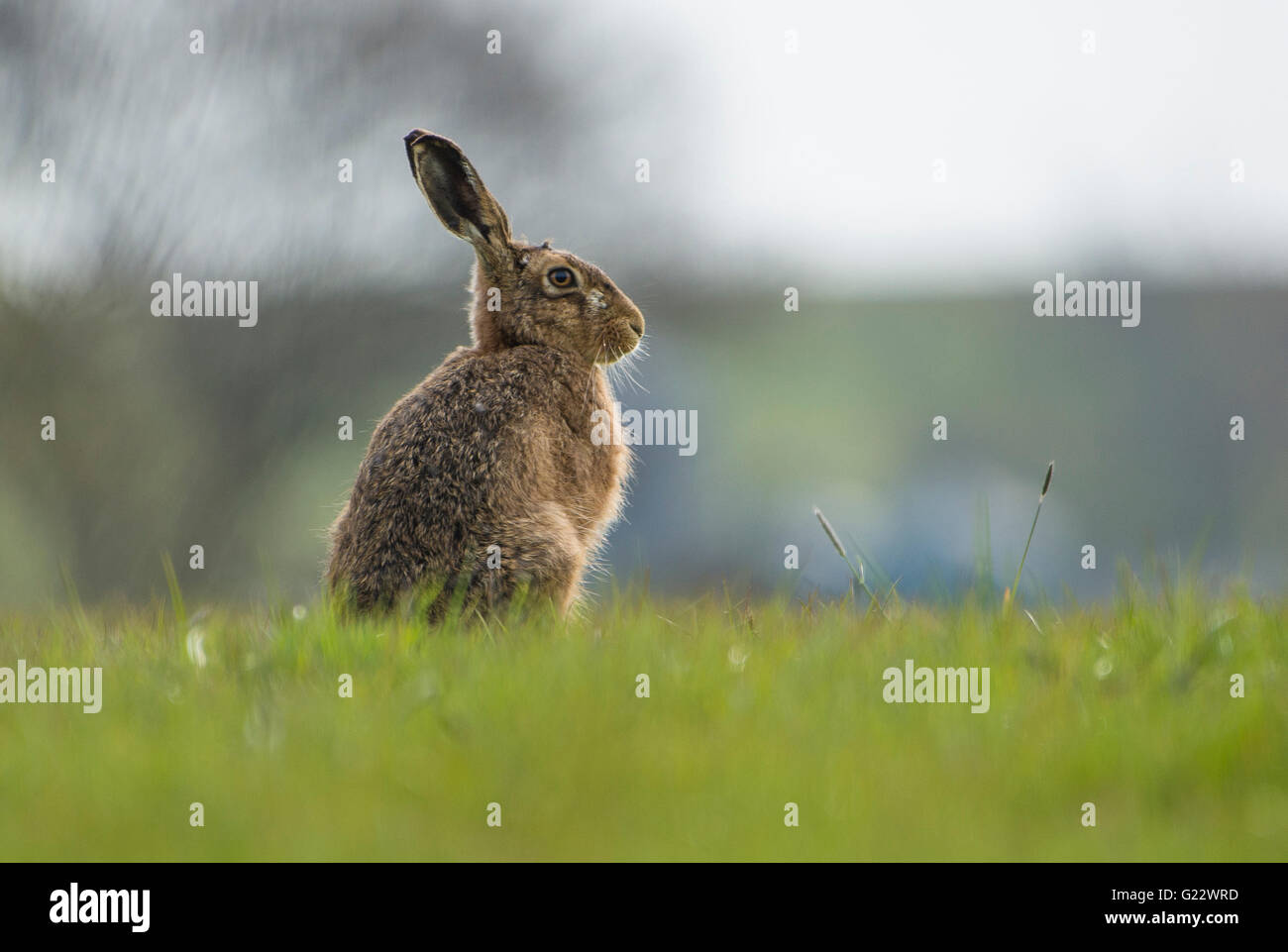 European Brown Hare sitting, Bleasdale, Lancashire. Stock Photo