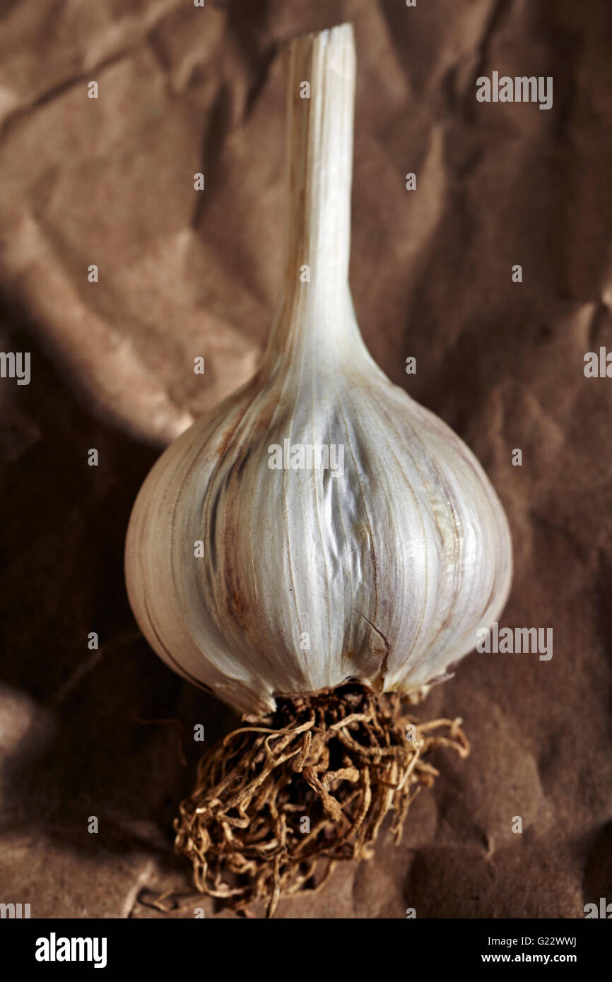 a whole head of longneck garlic Stock Photo
