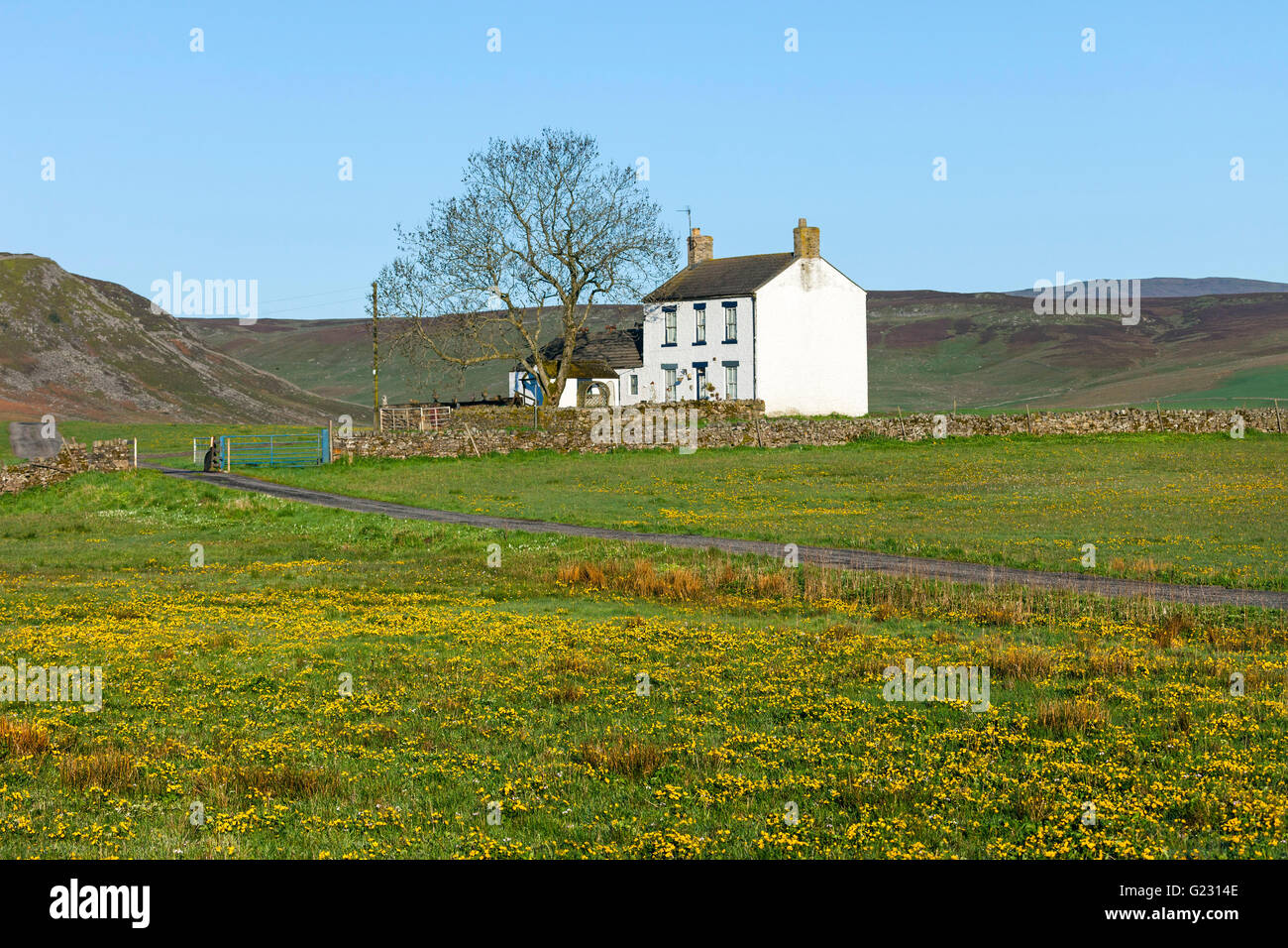 Forest-in-Teesdale, County Durham UK.  Monday 23rd May 2016. UK Weather. After a cool start another fine and sunny day is in prospect for northern England.  The fine weather is encouraging the Marsh Marigolds to flower and add a splash of colour to the upland meadows of Upper Teesdale. Credit:  David Forster/Alamy Live News Stock Photo