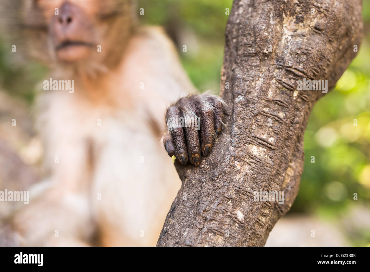 hand of monkey Stock Photo Alamy