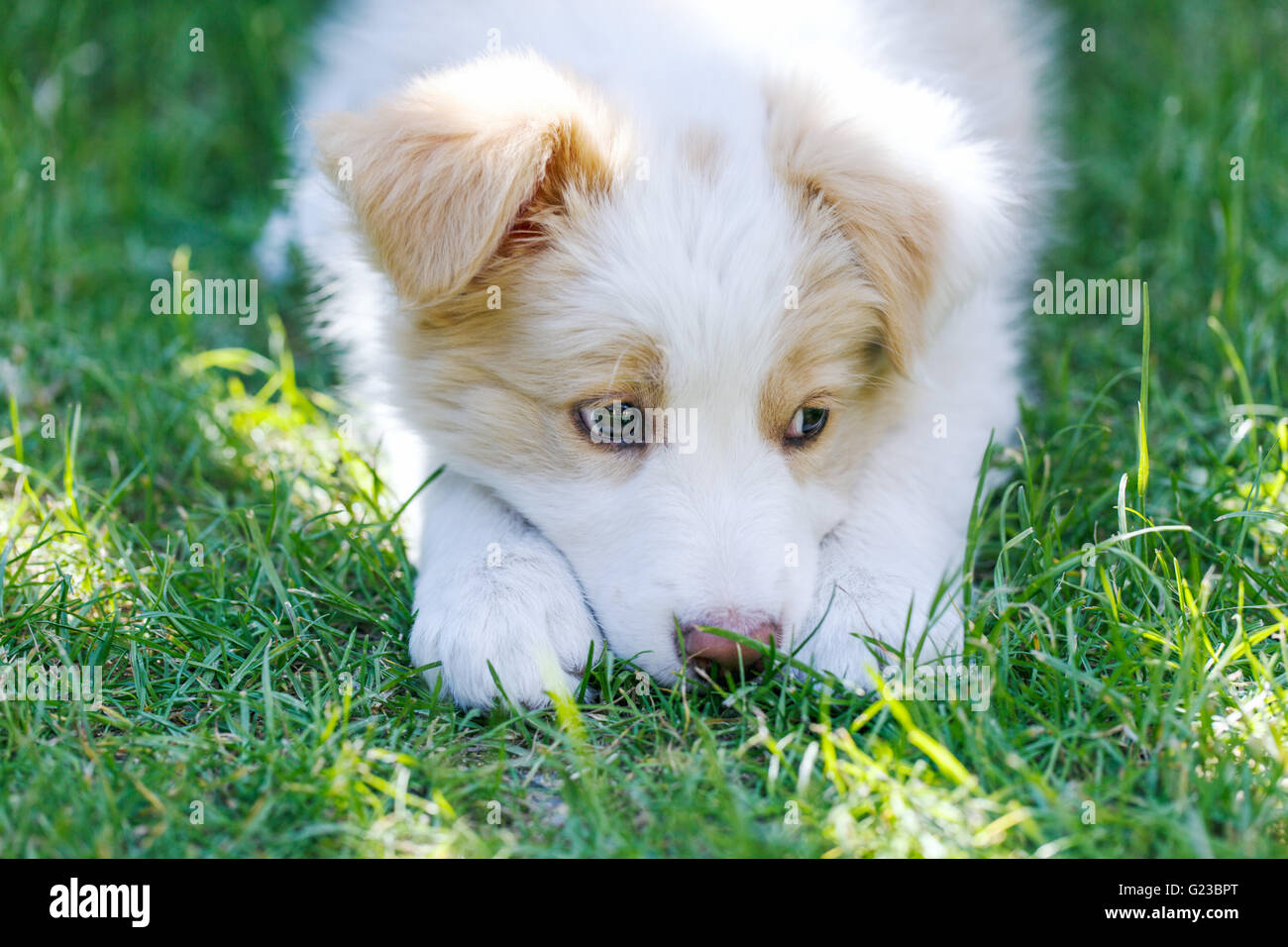 Ee Red Border Collie Puppy Young Dog Outside On The Lawn Stock