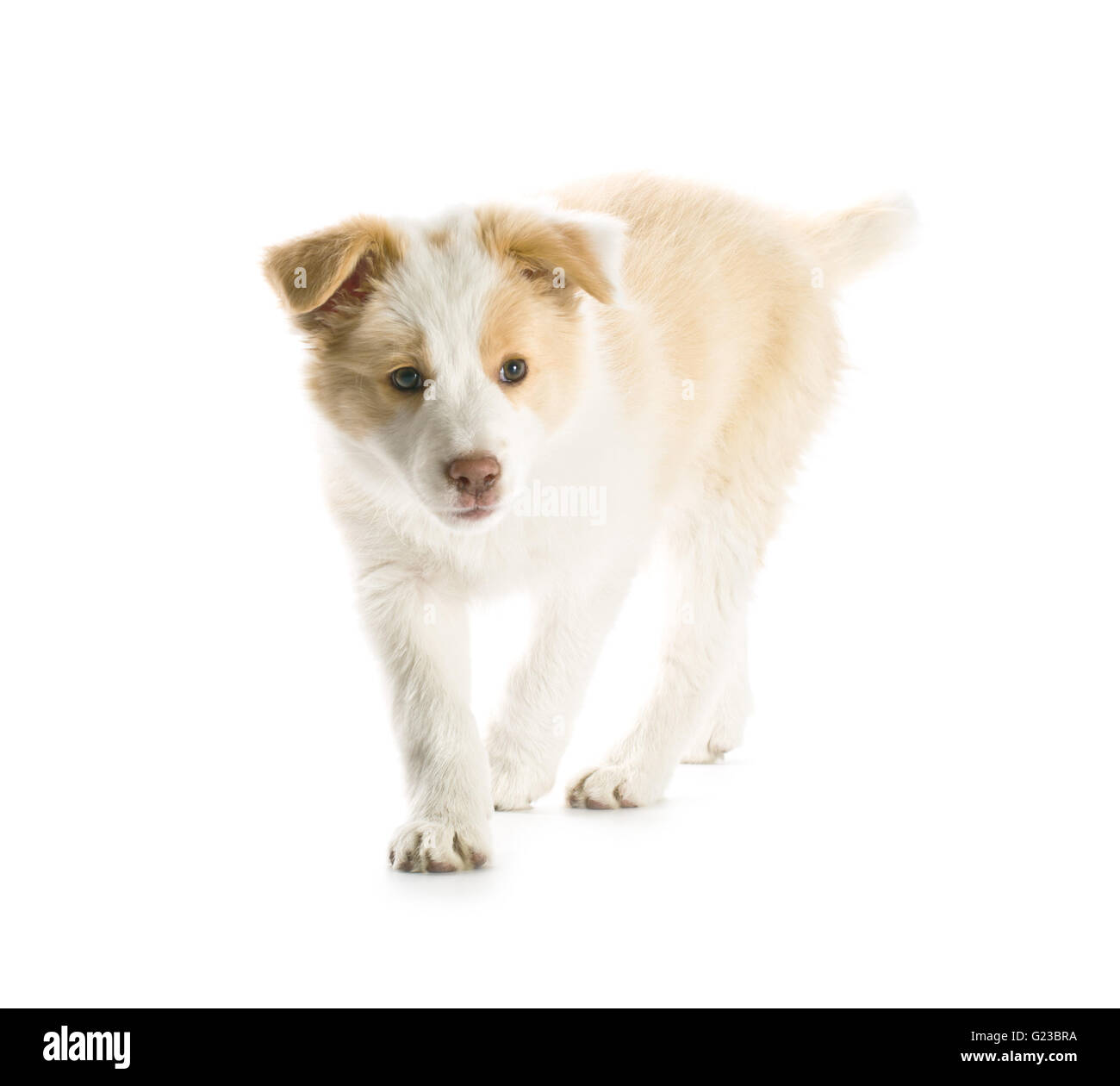 Ee red Border Collie puppy. Young dog isolated on white background. Stock Photo