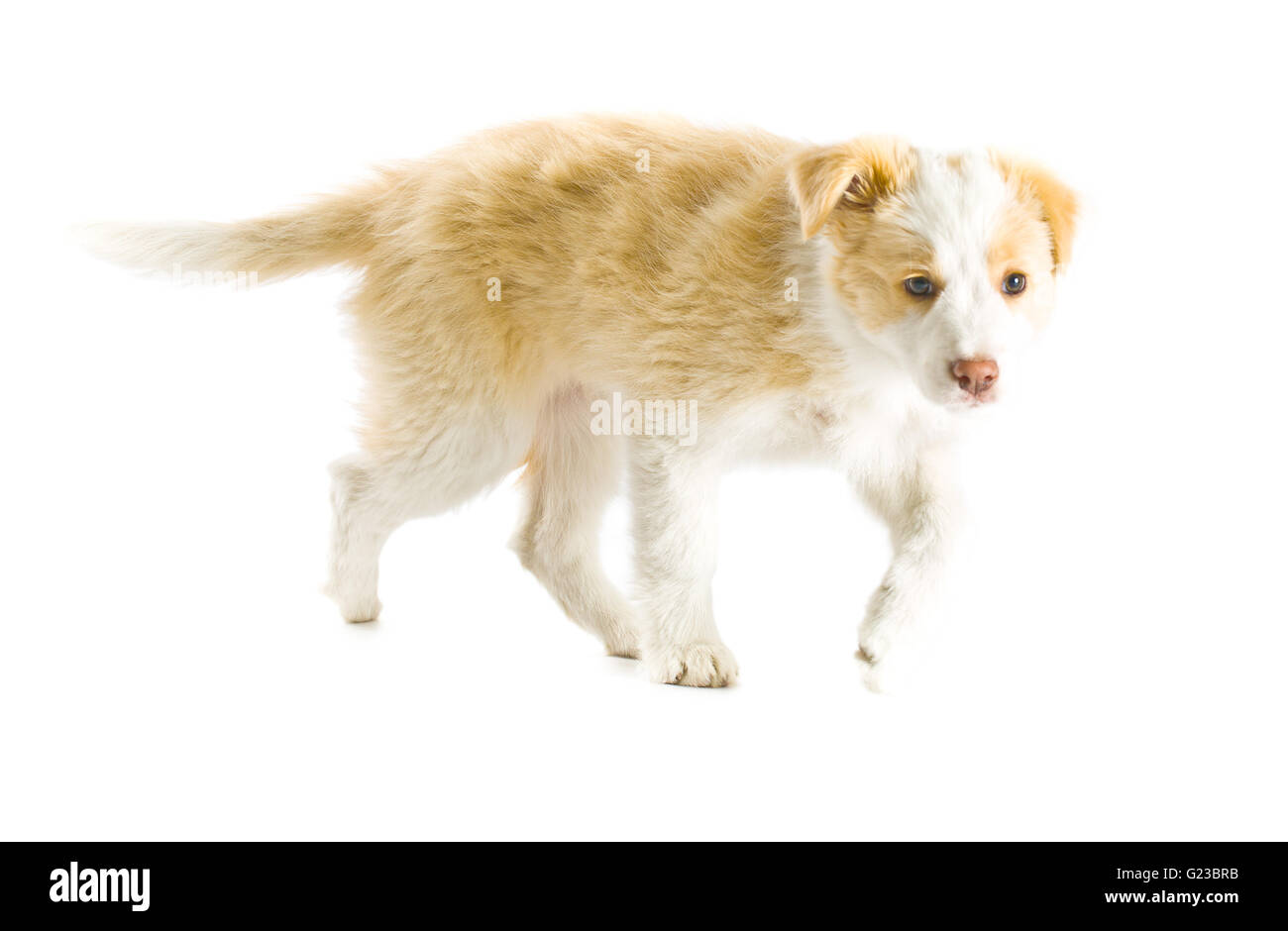 Ee red Border Collie puppy. Young dog isolated on white background Stock Photo Alamy