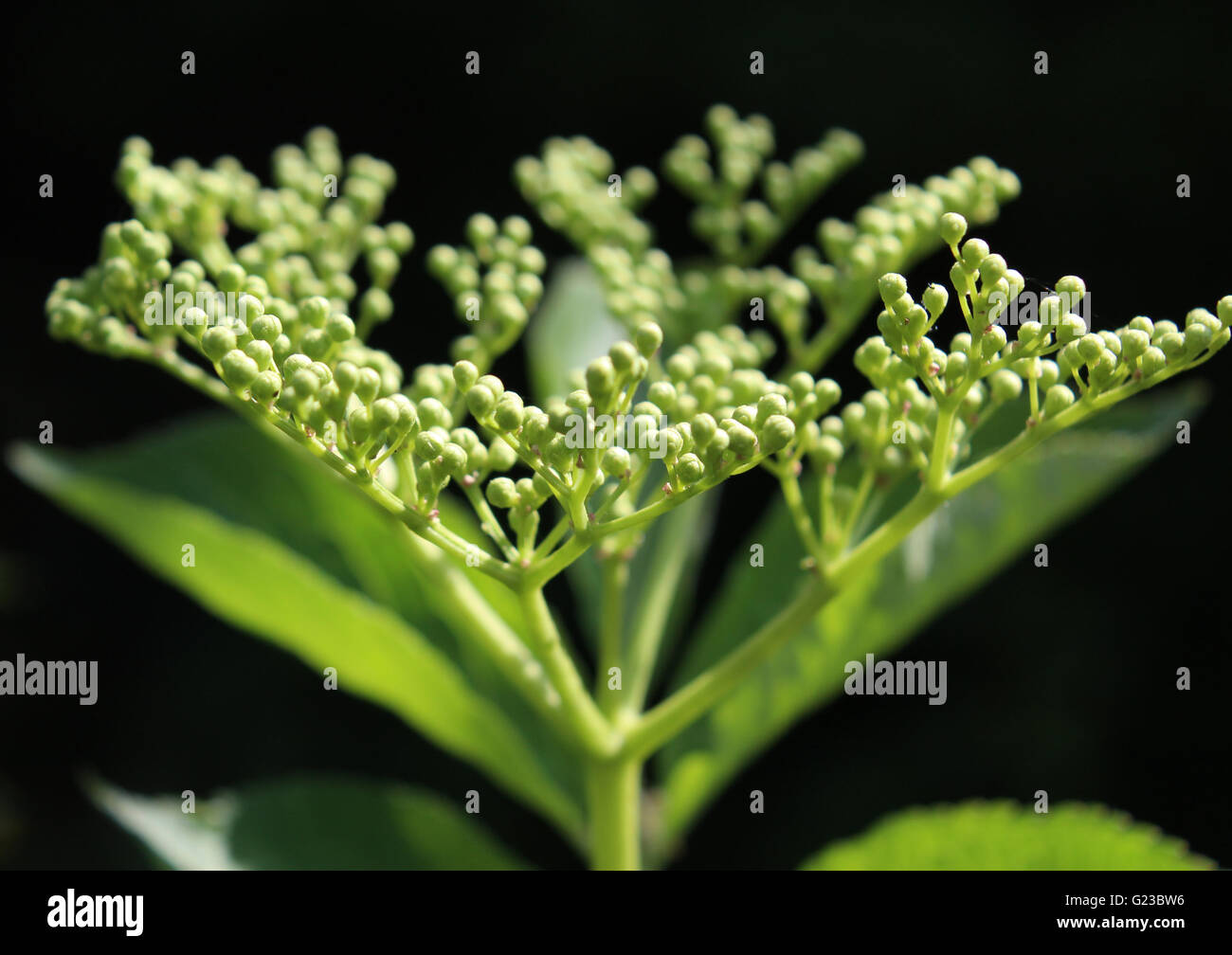 The unopened flower buds of Sambucus nigra (Elderberry). Sunlit, against a dark background. Stock Photo