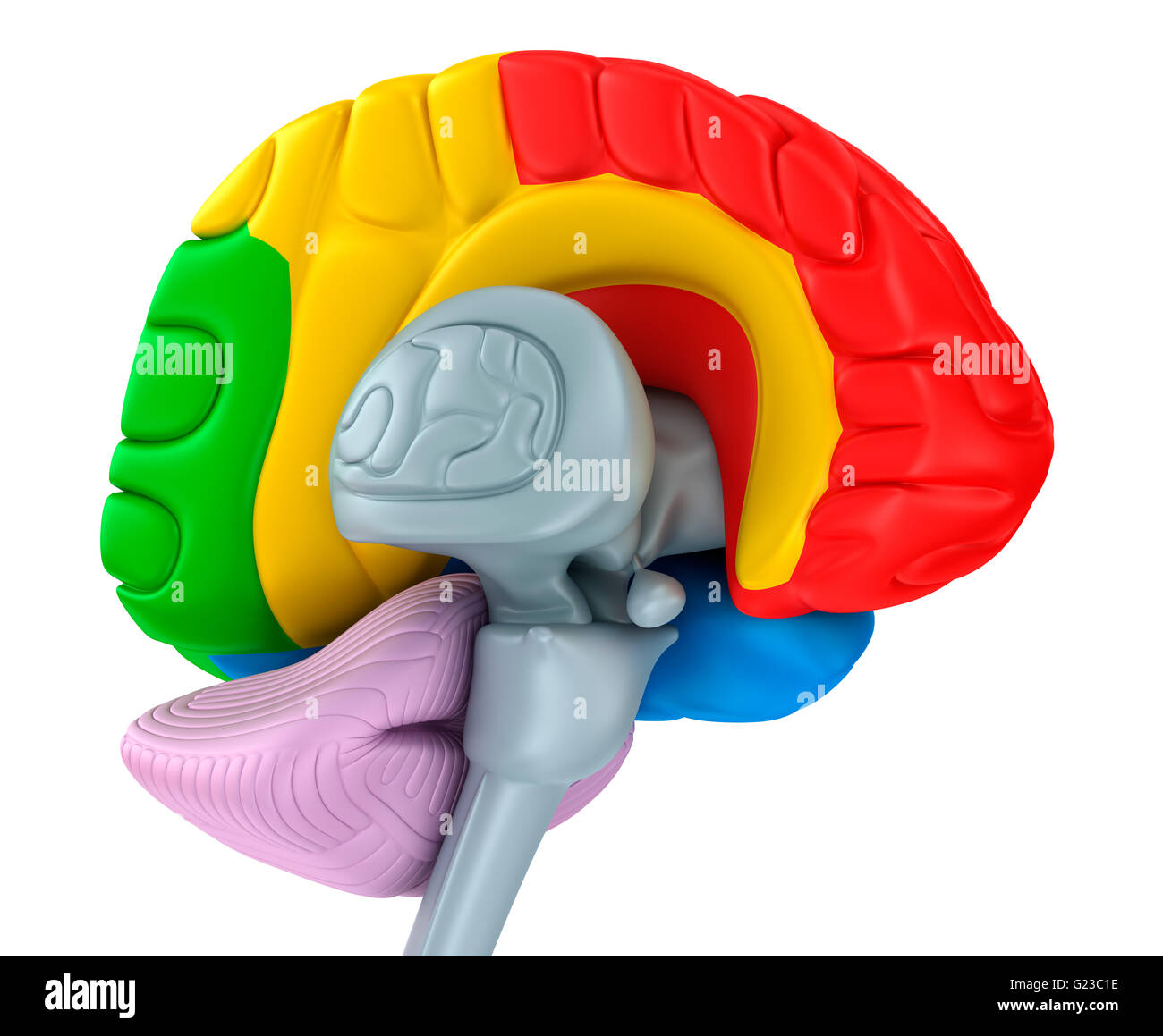 Brain lobes in different colors. Isolated on white Stock Photo - Alamy