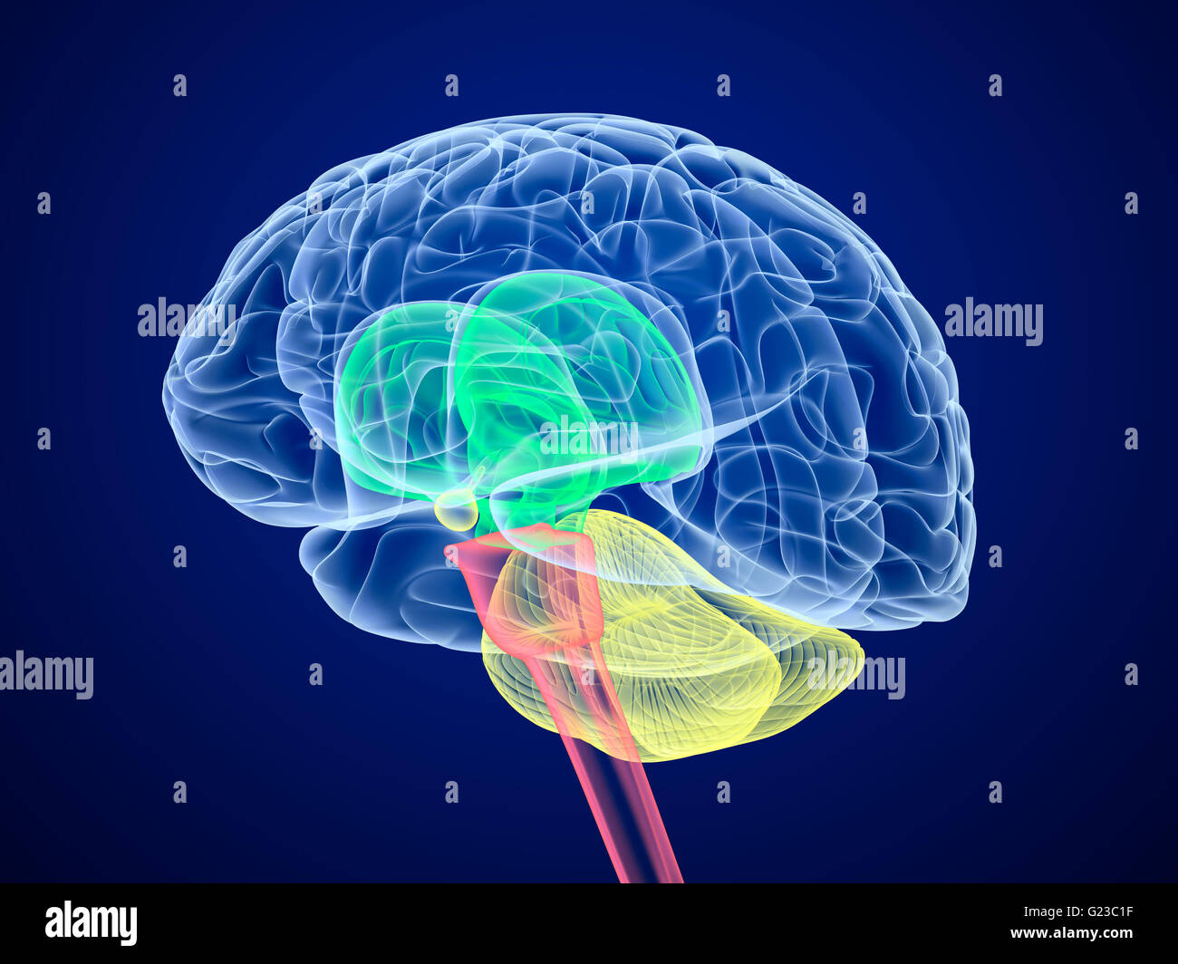 Brain lobes 3d hi-res stock photography and images - Alamy