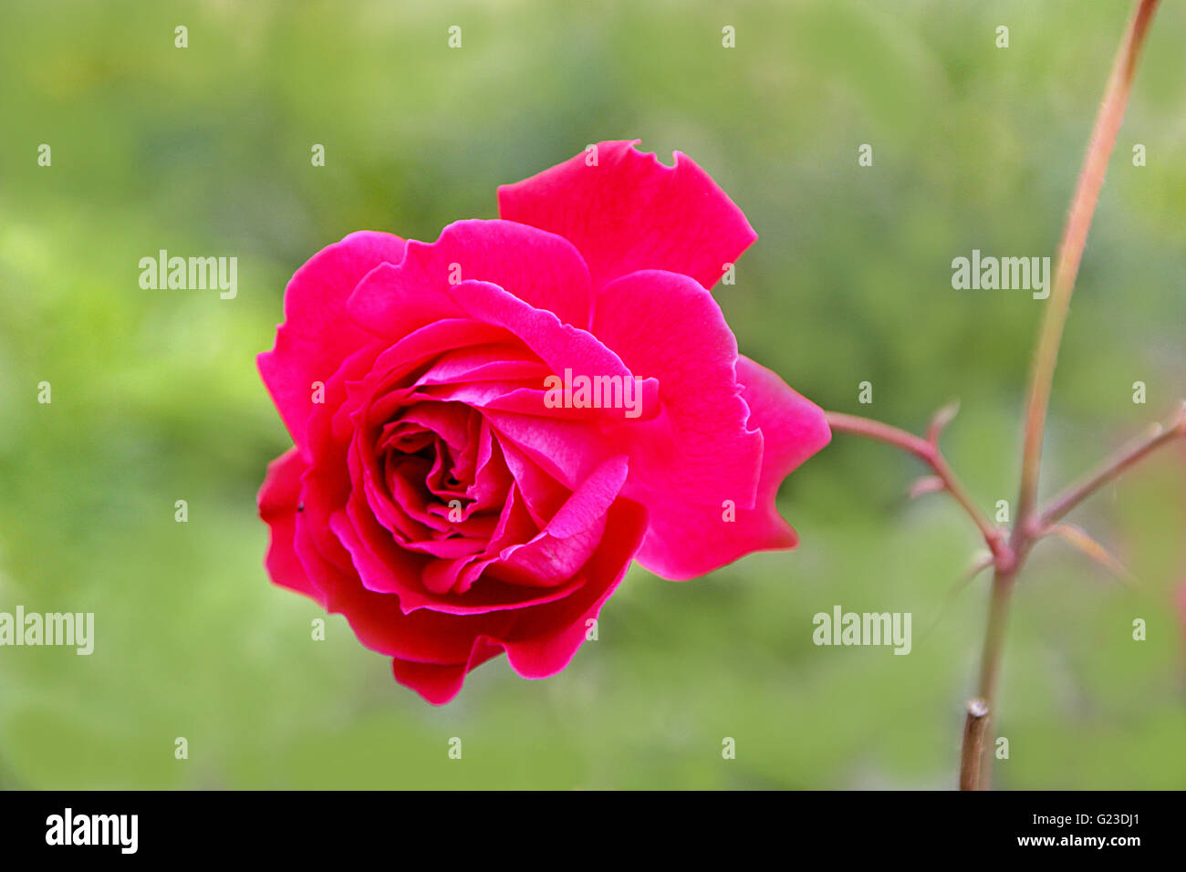 Close-up of red rose flower on blurred green background Stock Photo