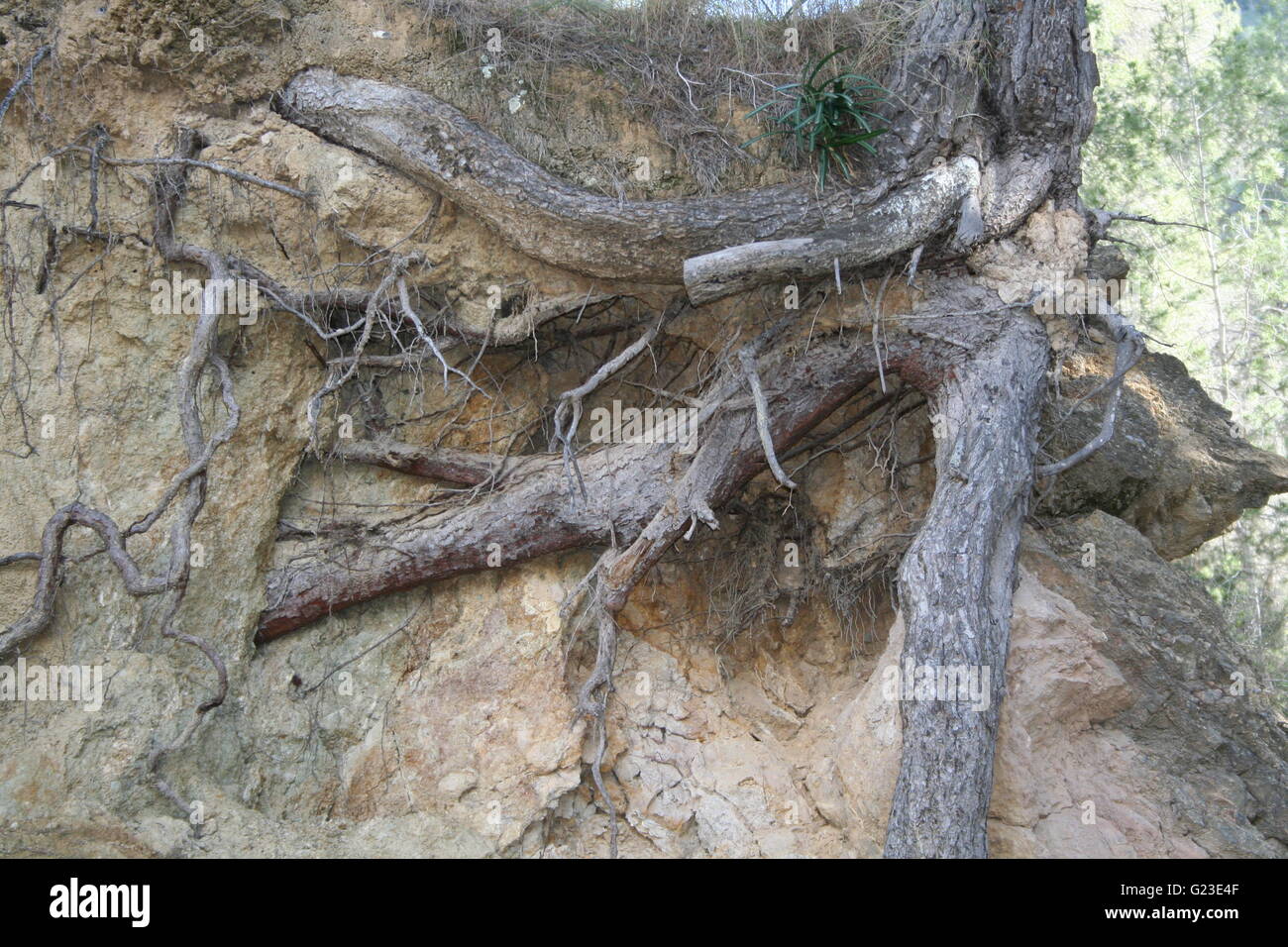 Tree roots in the rocks Stock Photo - Alamy