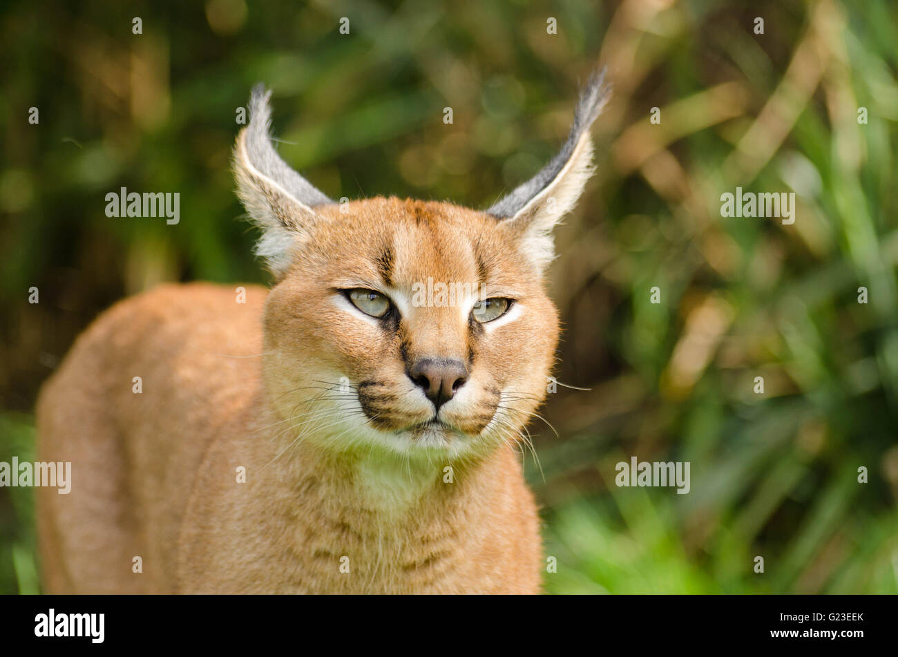 Caracal (Caracal caracal) under controlled conditions at the Wildlife Heritage Foundation Smarden Kent UK Stock Photo
