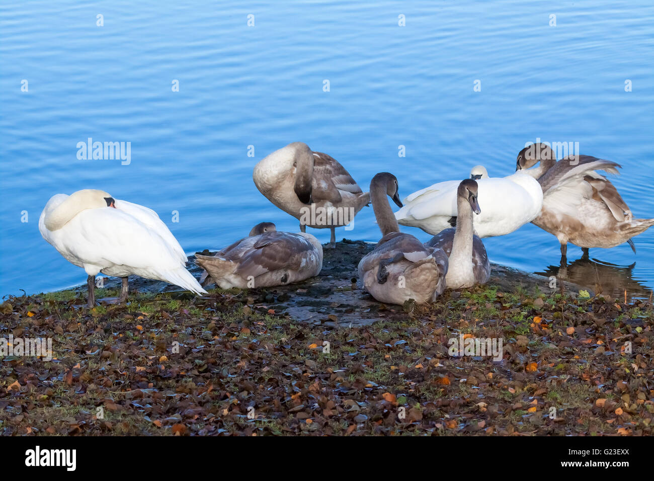 Mute Swan family. Stock Photo