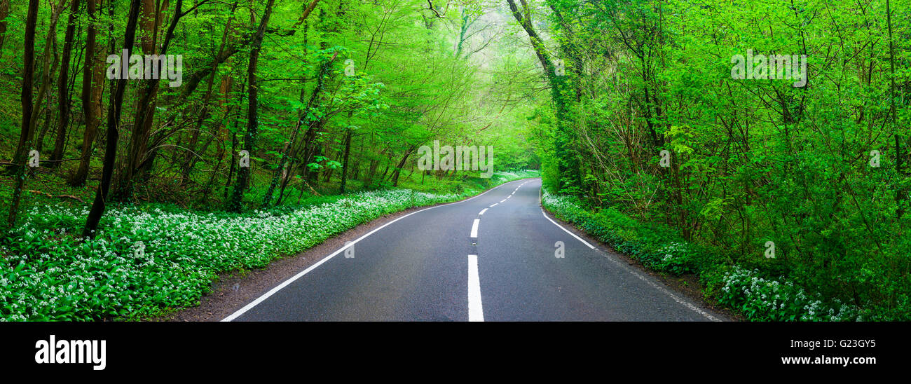 Road lined with Ramsons though a deciduous woodland. Brockley Combe