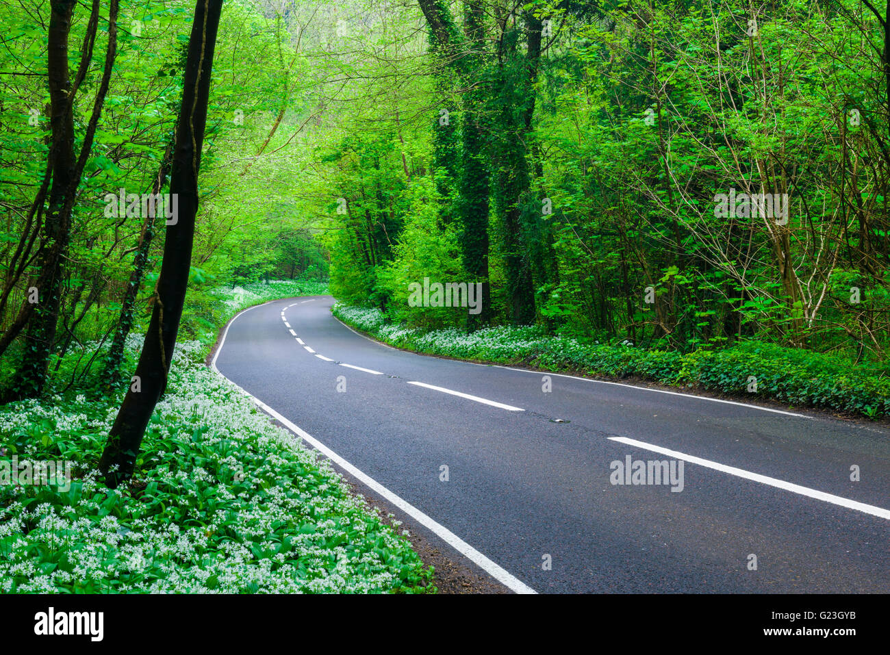 Road lined with Ramsons though a deciduous woodland. Brockley Combe