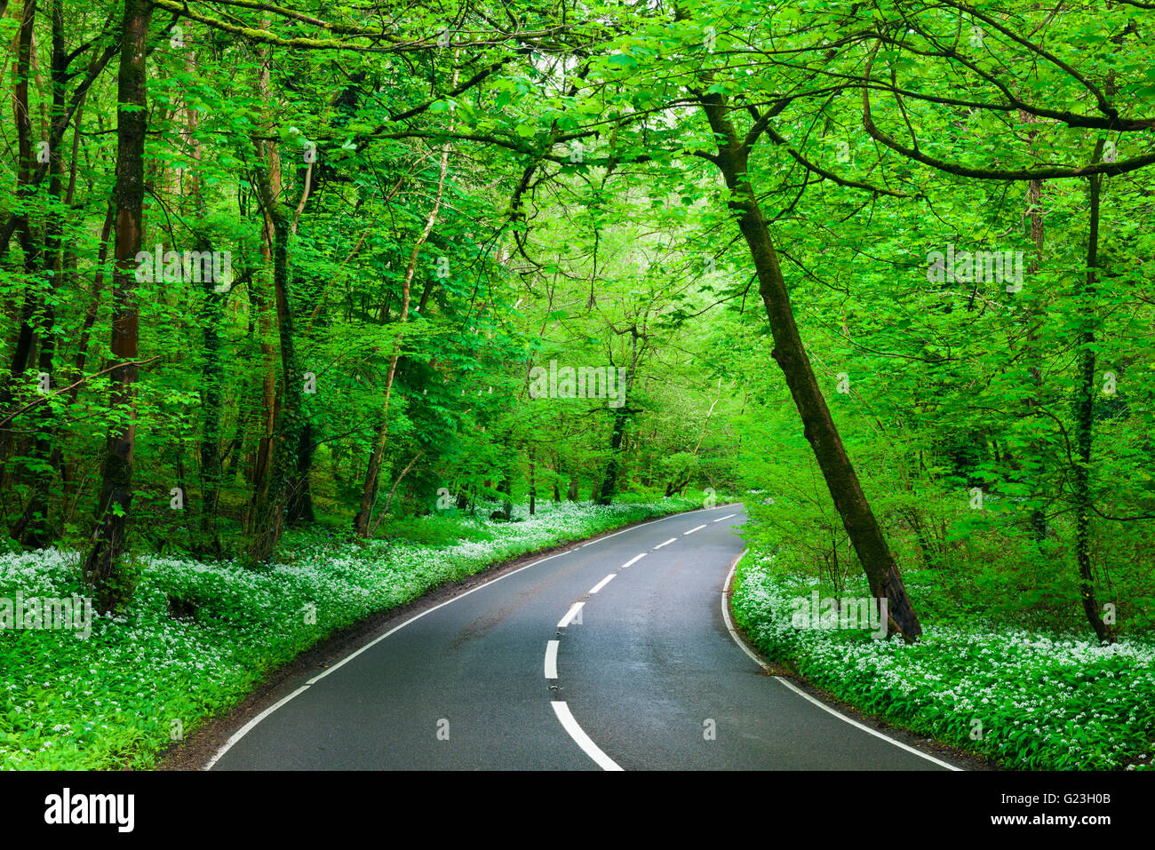 Road lined with Ramsons though a deciduous woodland. Brockley Combe