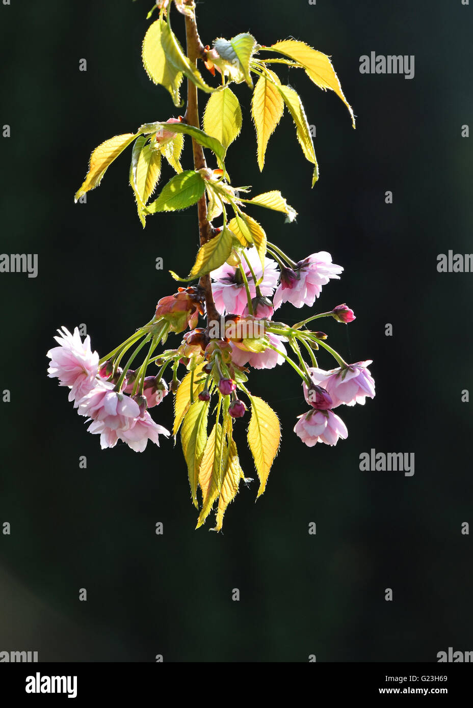 Branch of fresh pink cherry blossom flowers with new buds and young ...