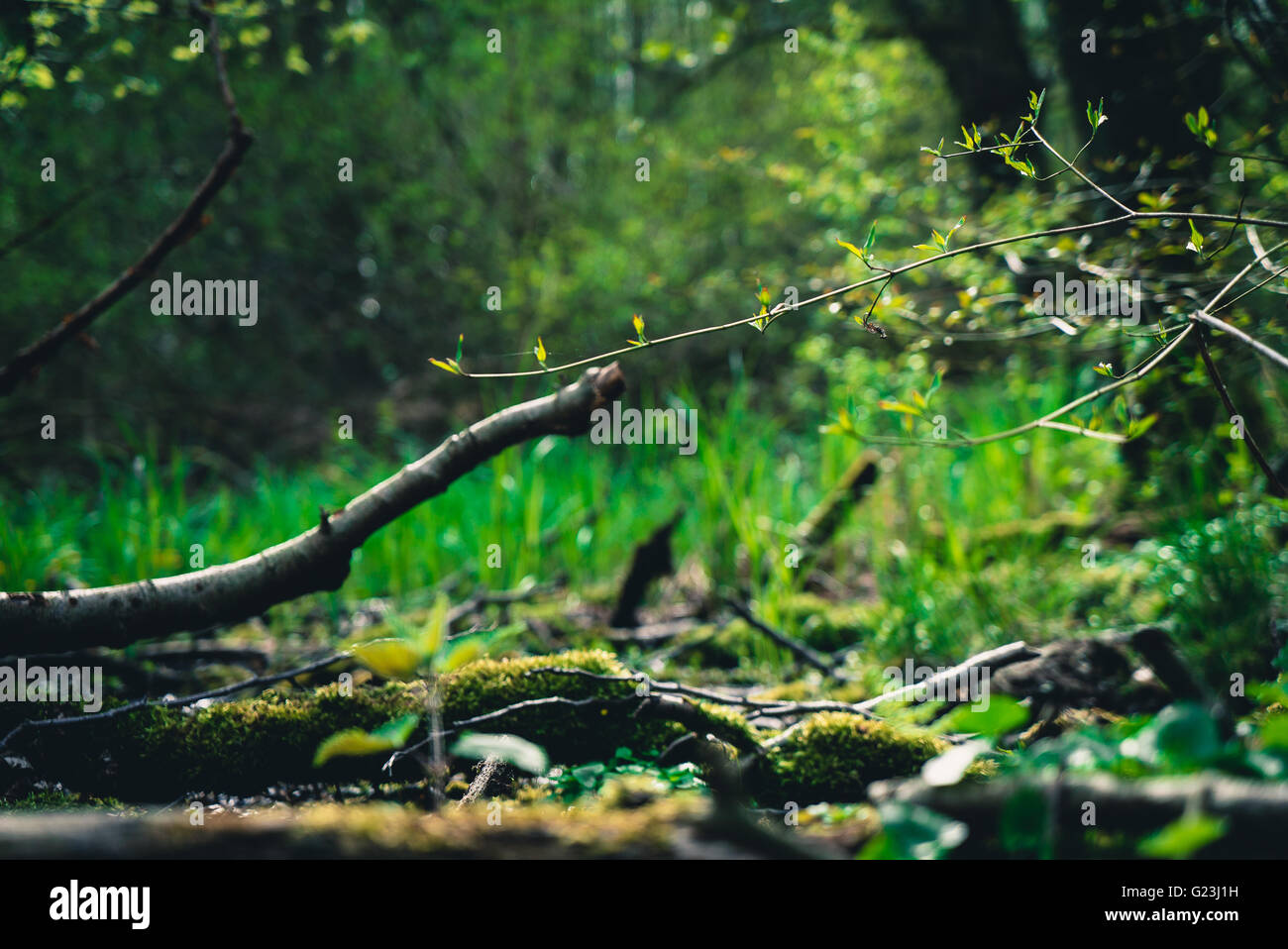 in the Forest Stock Photo - Alamy